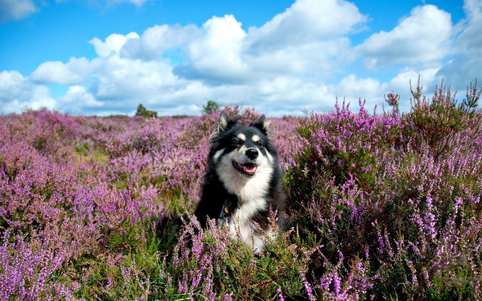 1920x1200 Each summer the dog flowers