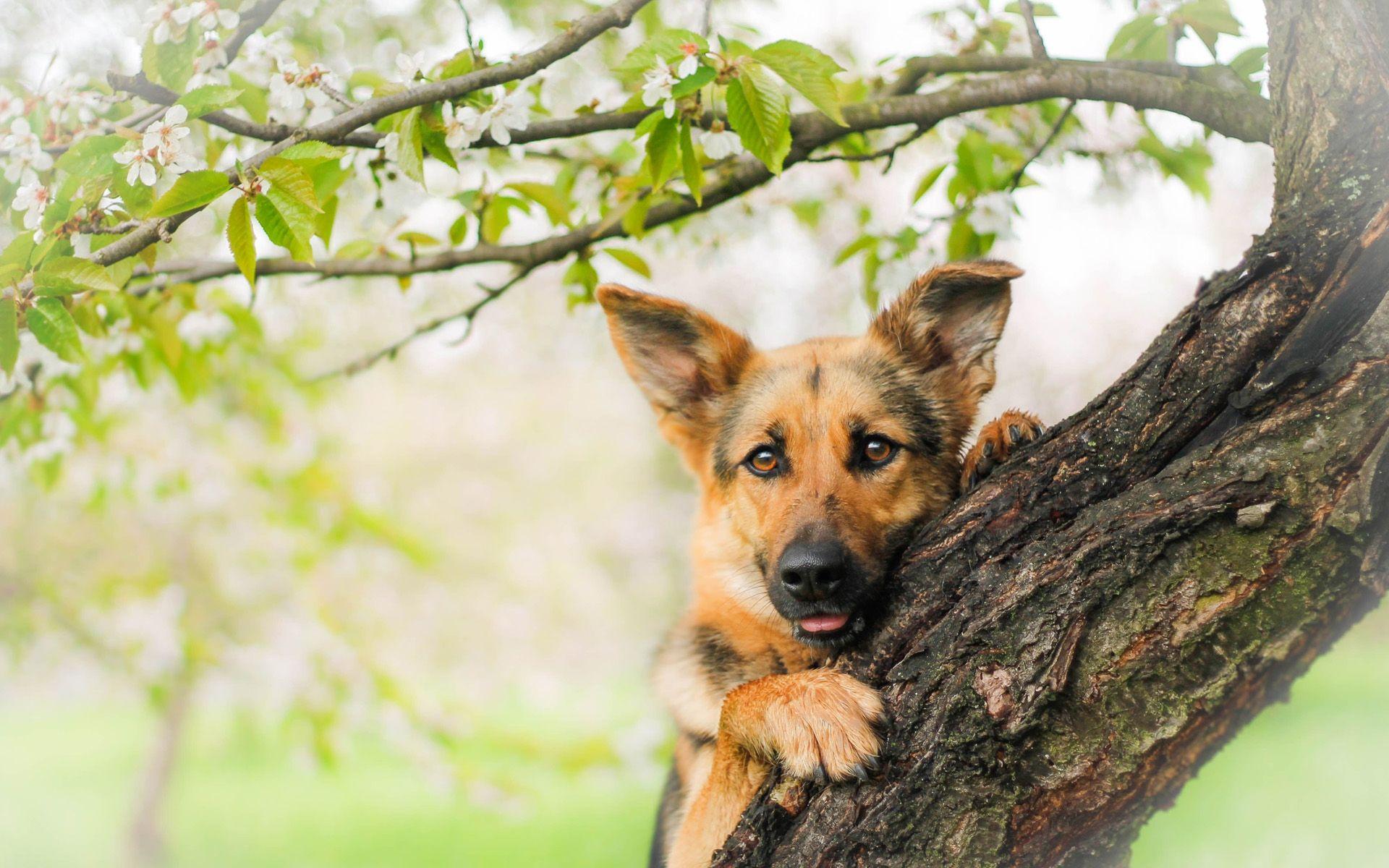 1920x1200 Download wallpaper German Shepherd, tree, bokeh, puppy, cute