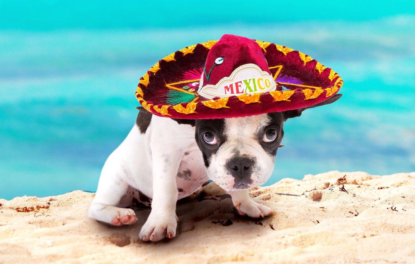 1332x850 Wallpaper summer, dog, puppy, bokeh, French bulldog, sombrero