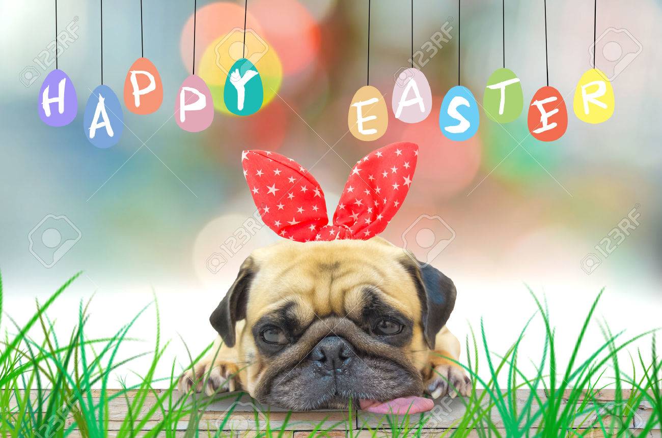 Easter Dog Wallpapers - Top Free Easter Dog Backgrounds - WallpaperAccess