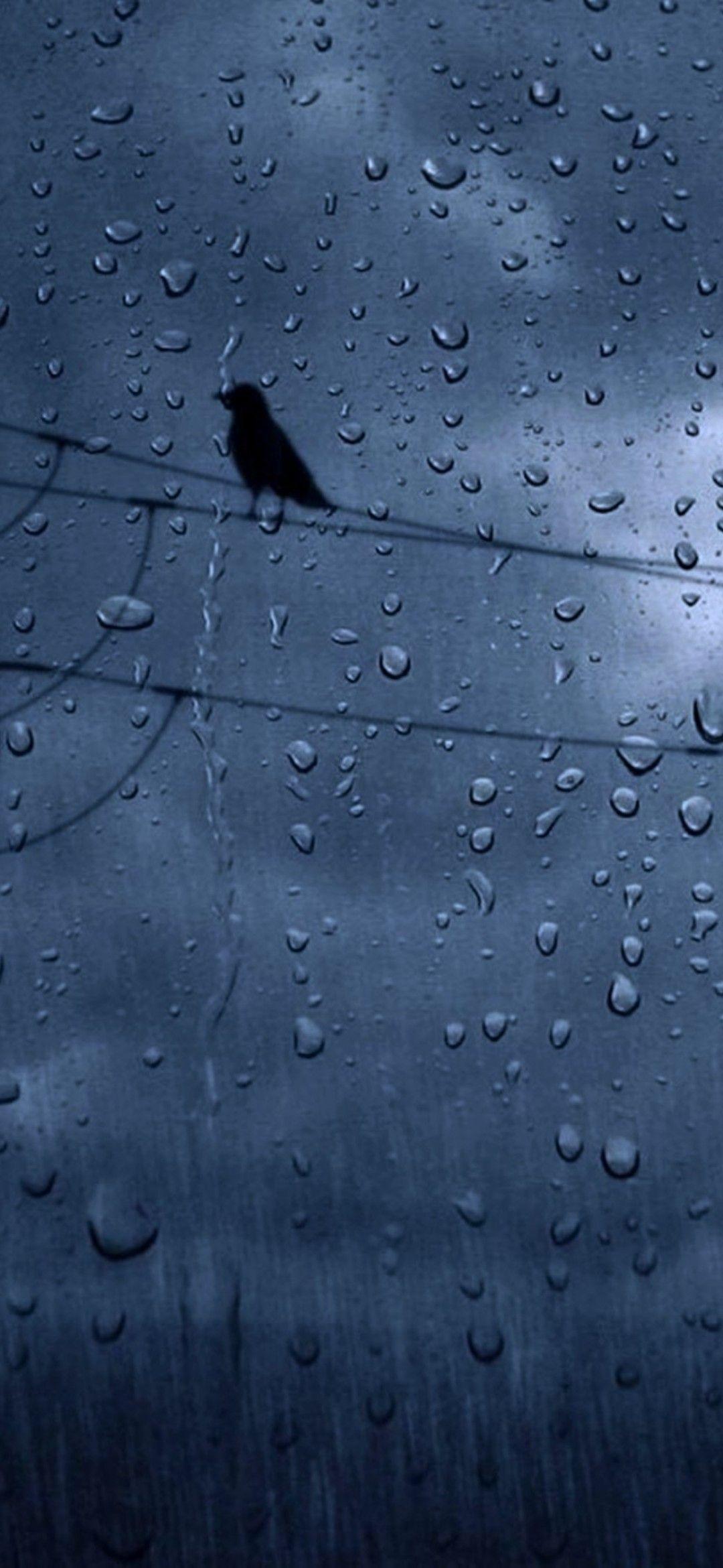1080x2340 Download 1080x2340 Rain, Crows, Weather Wallpaper for Xiaomi Mi 9