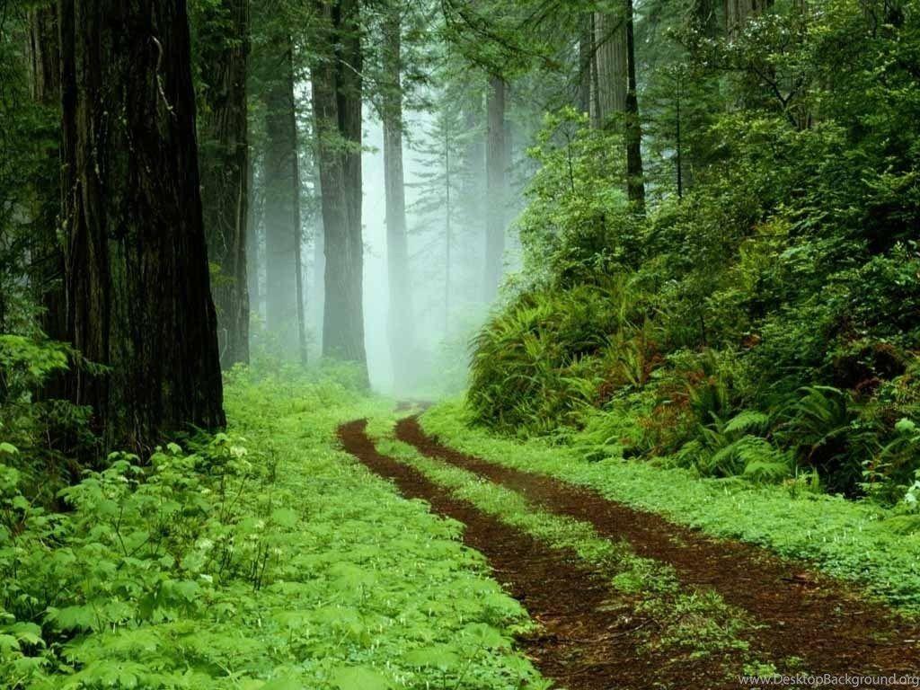 1024x768 Rainy Weather Wallpaper Desktop Background
