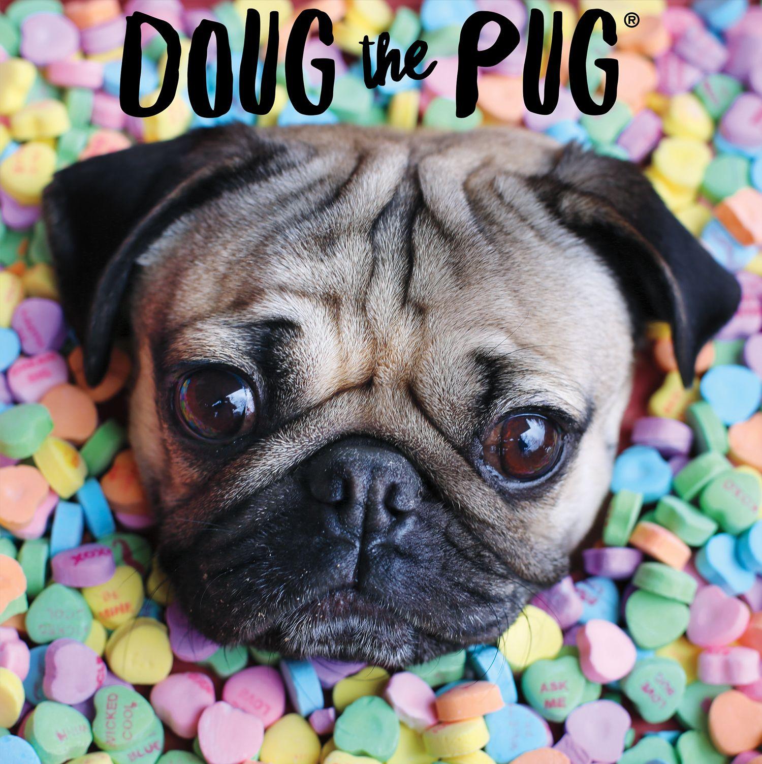 Doug the Pug Wallpapers - Top Free Doug the Pug Backgrounds -  WallpaperAccess