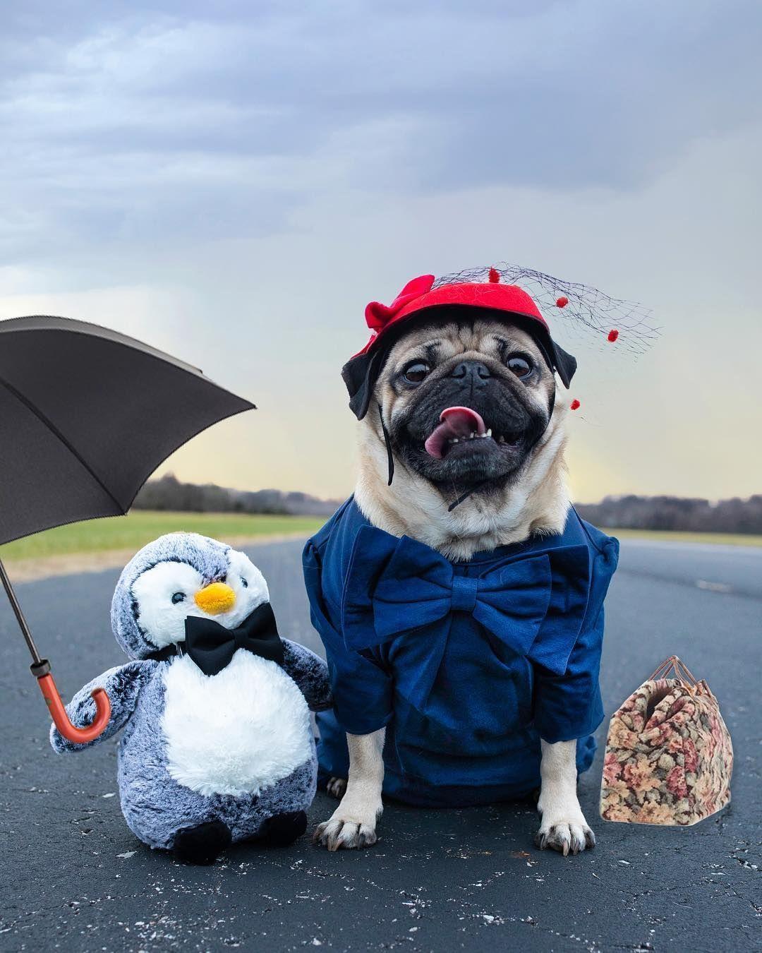 Doug the Pug Wallpapers Top Free Doug the Pug Backgrounds