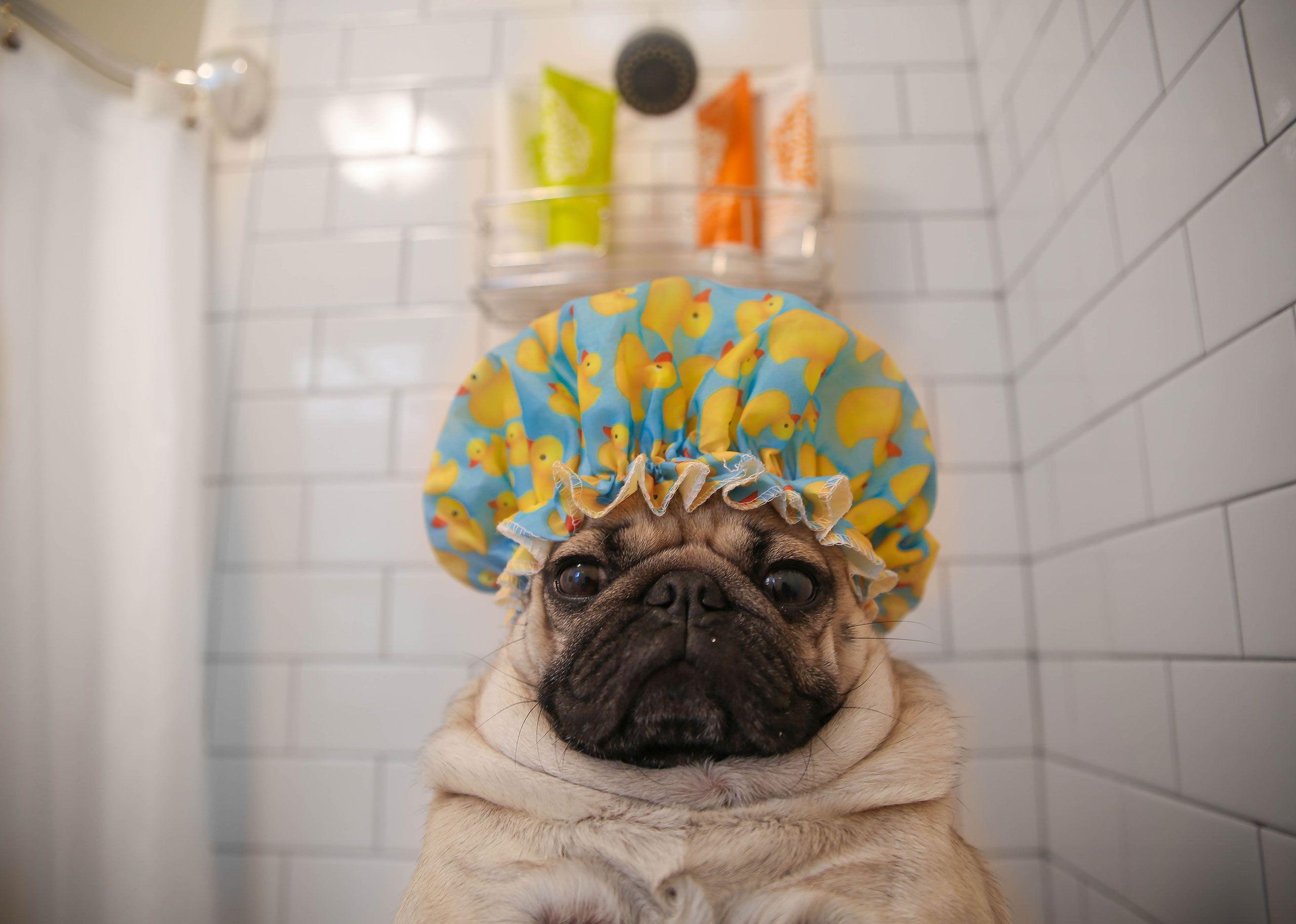 Doug the Pug Wallpapers Top Free Doug the Pug Backgrounds