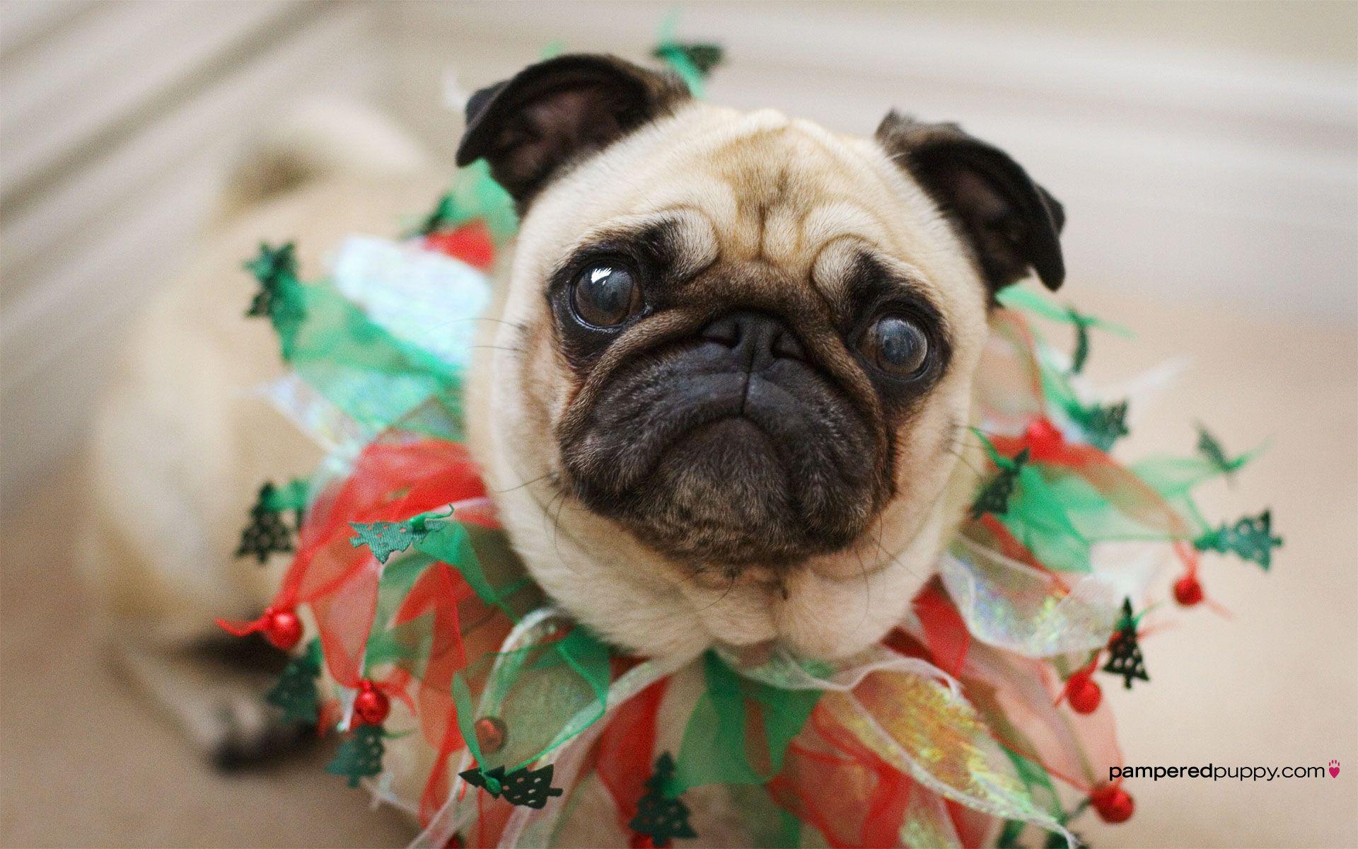 1920x1200 Cute Christmas Pug Wallpaper