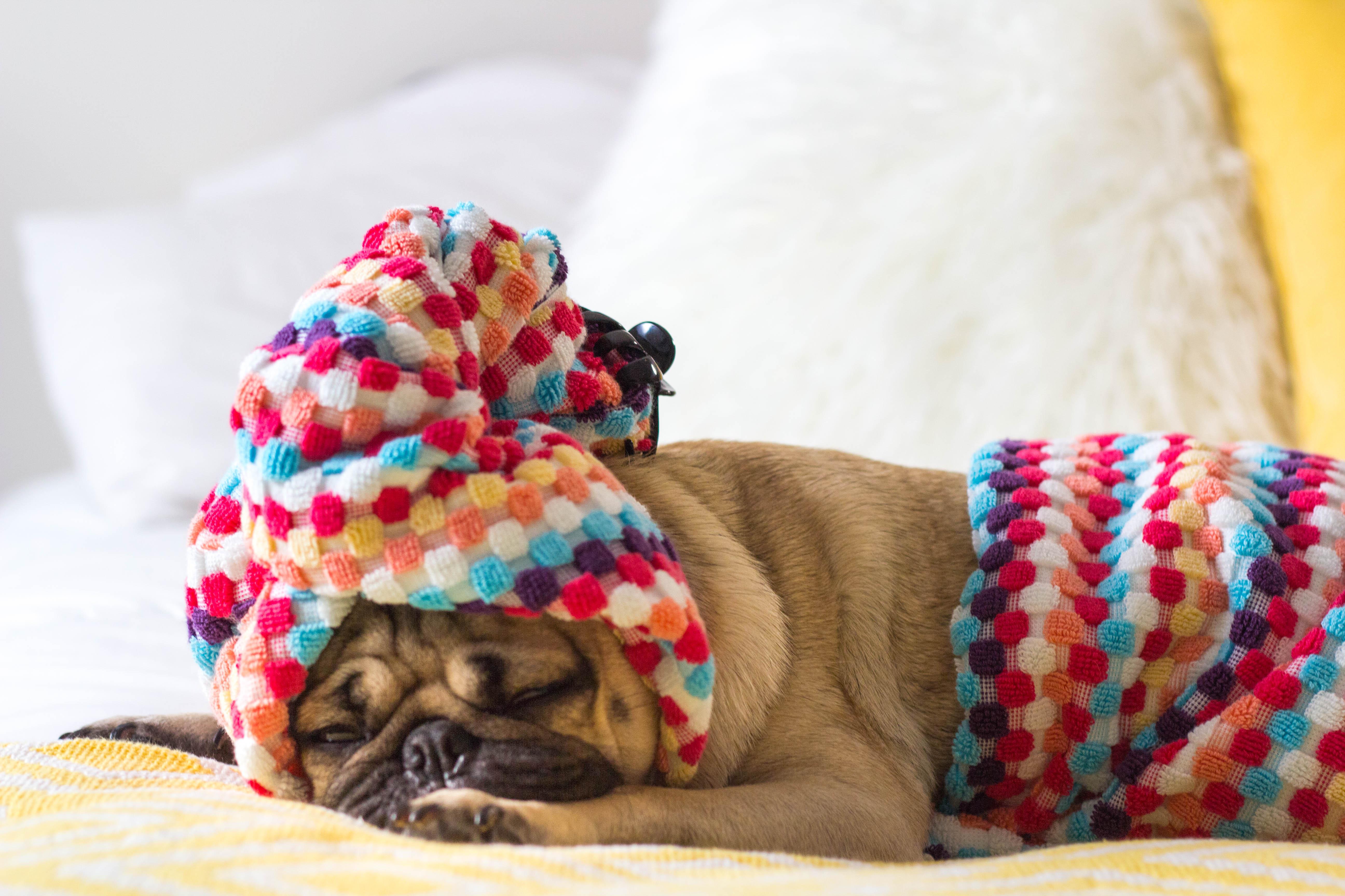 5184x3456 Pugs Not Drugs wallpaper