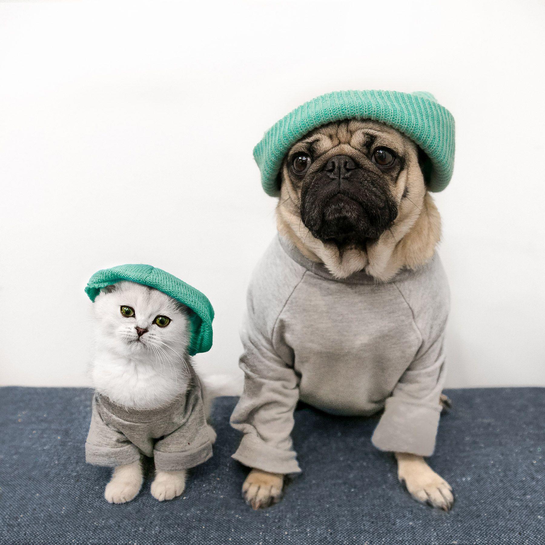 1800x1800 Free download Dog the Pug Gets Kitten Sister Named Fiona PEOPLEcom