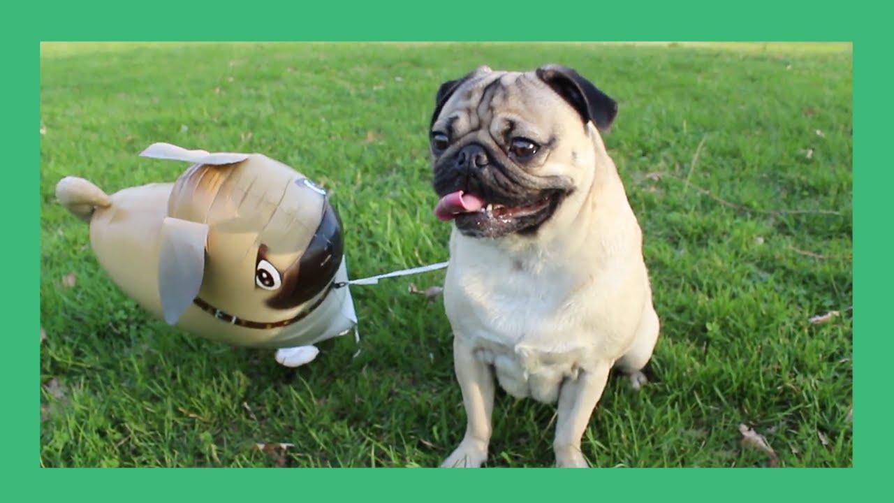 1280x720 Doug the Pug And His Imaginary Friend