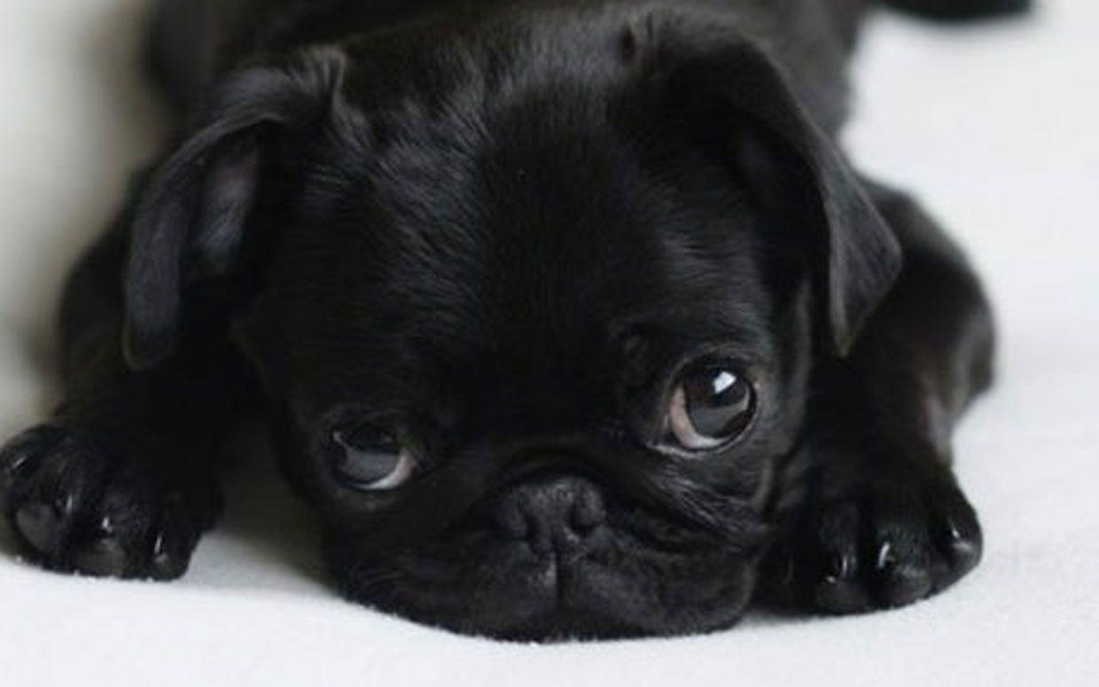 1240x775 Tải xuống miễn phí hình nền Baby Pugs [1240x775] cho máy tính để bàn của bạn