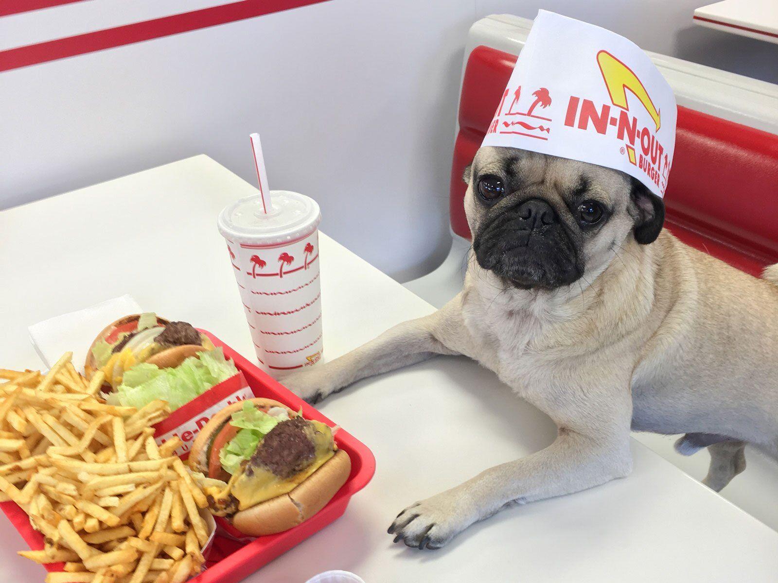 1600x1200 The Internet's Biggest Food Influencer May Just Be a Pug. Food & Wine