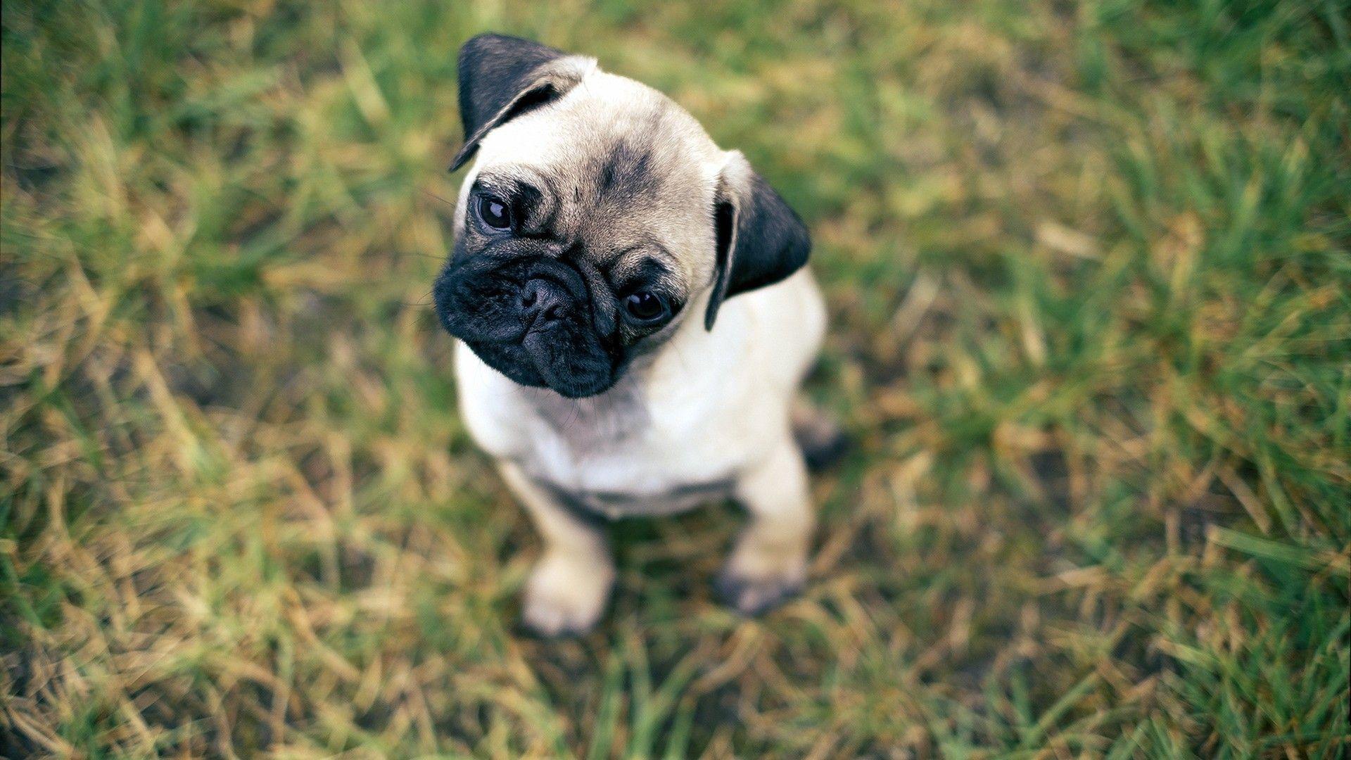 1920x1080 Pug Wallpaper. Pug Funny Wallpaper