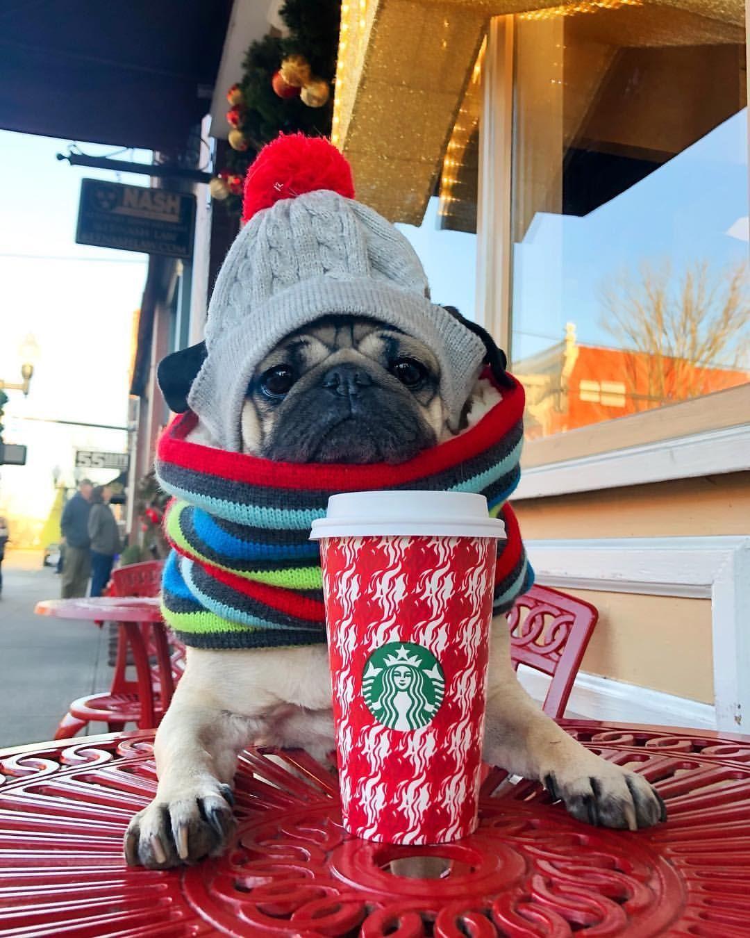 1080x1350 Less talkie, more coffee” -Doug. Cute pugs, Rich