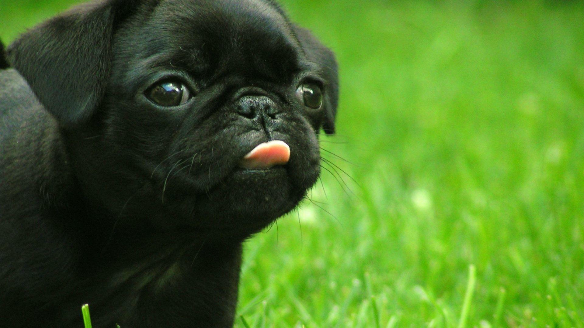 1920x1080 Pug Dog hình nền