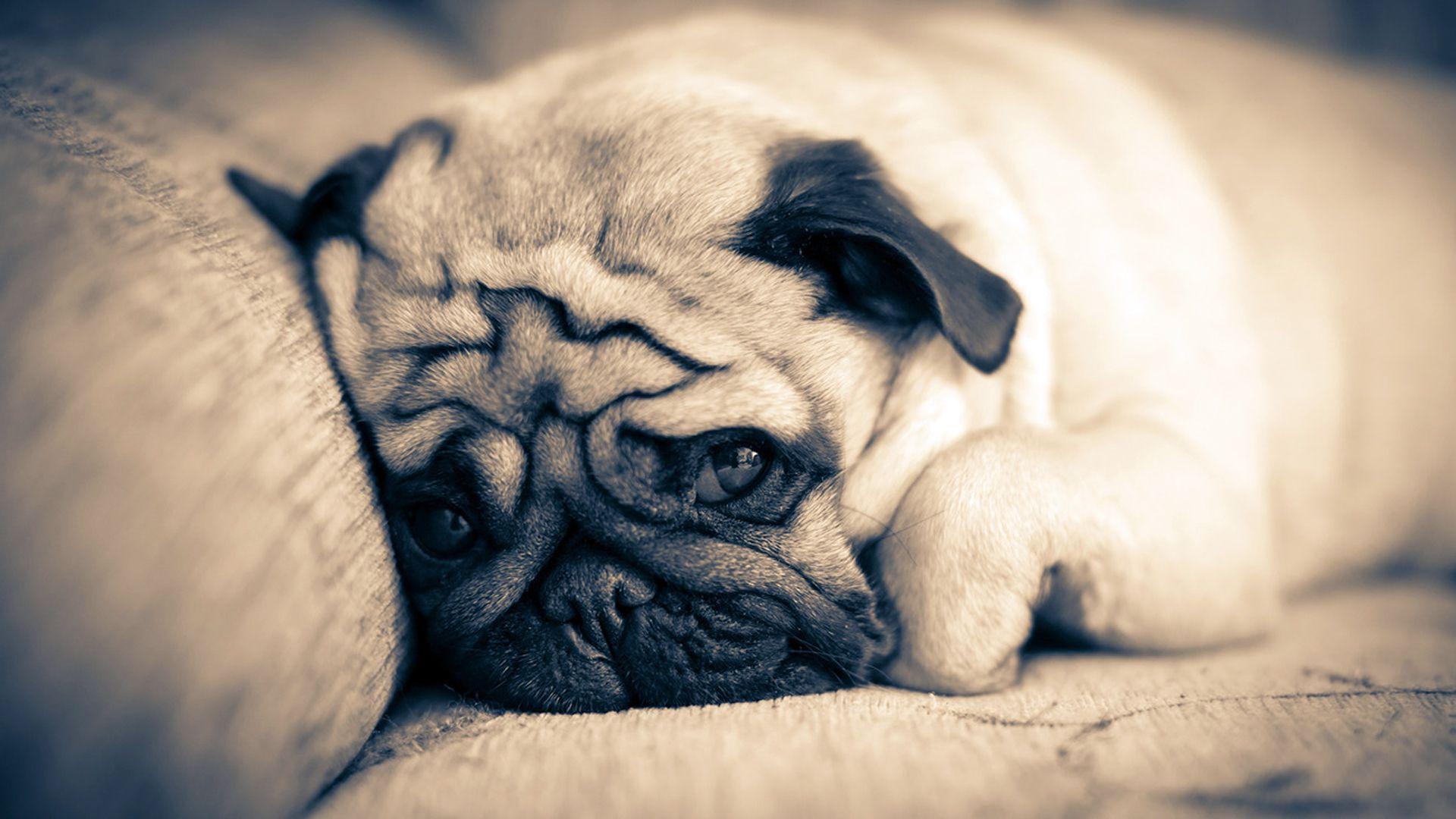 1920x1080 Pug Dog Puppy Wallpaper