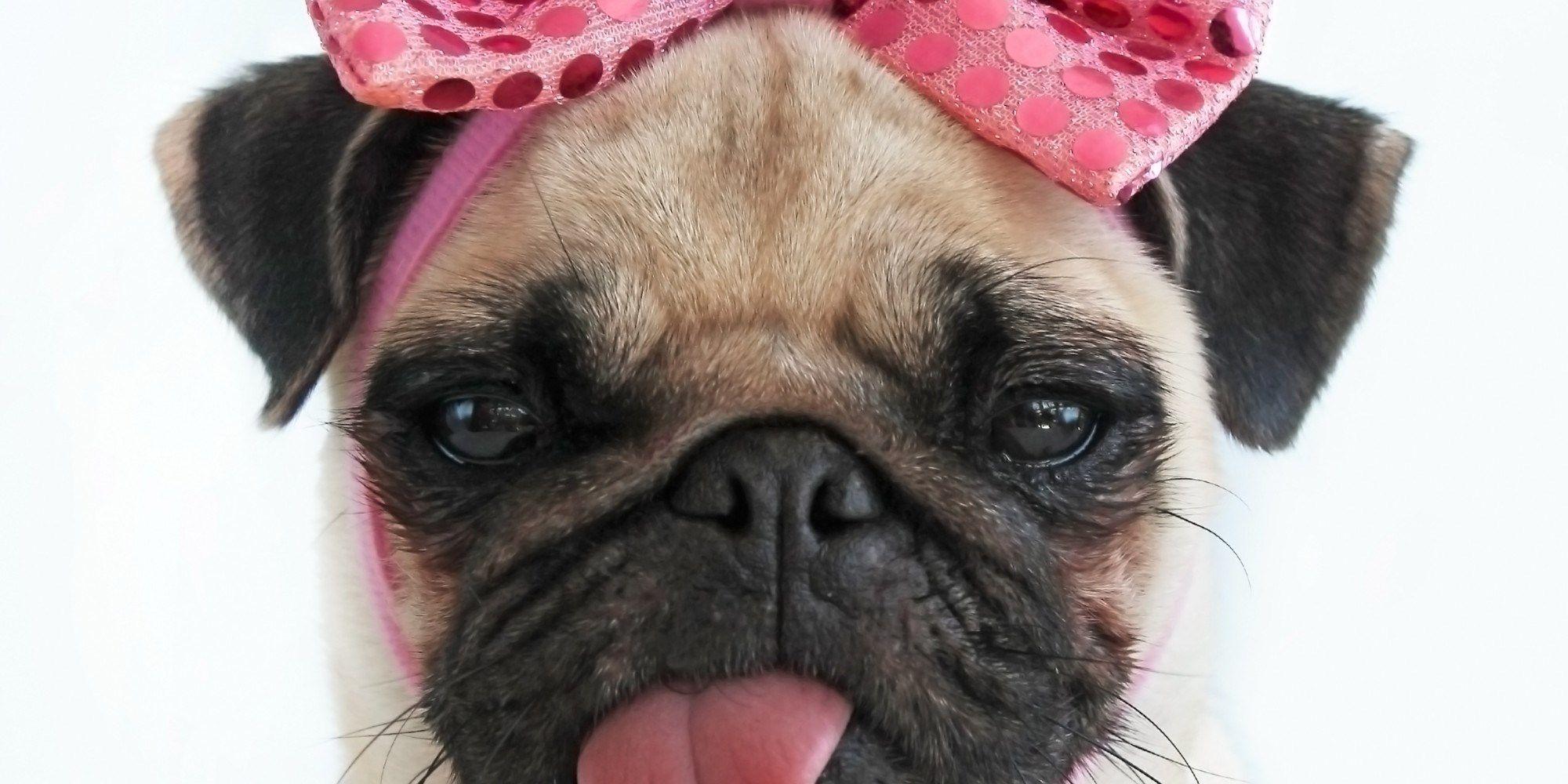 2000x1000 Funny Pug Wallpaper HD Background Wallpaper, Download