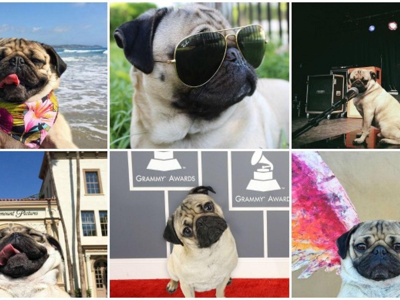 1600x1200 Doug the Pug Takes Los Angeles. Discover Los Angeles