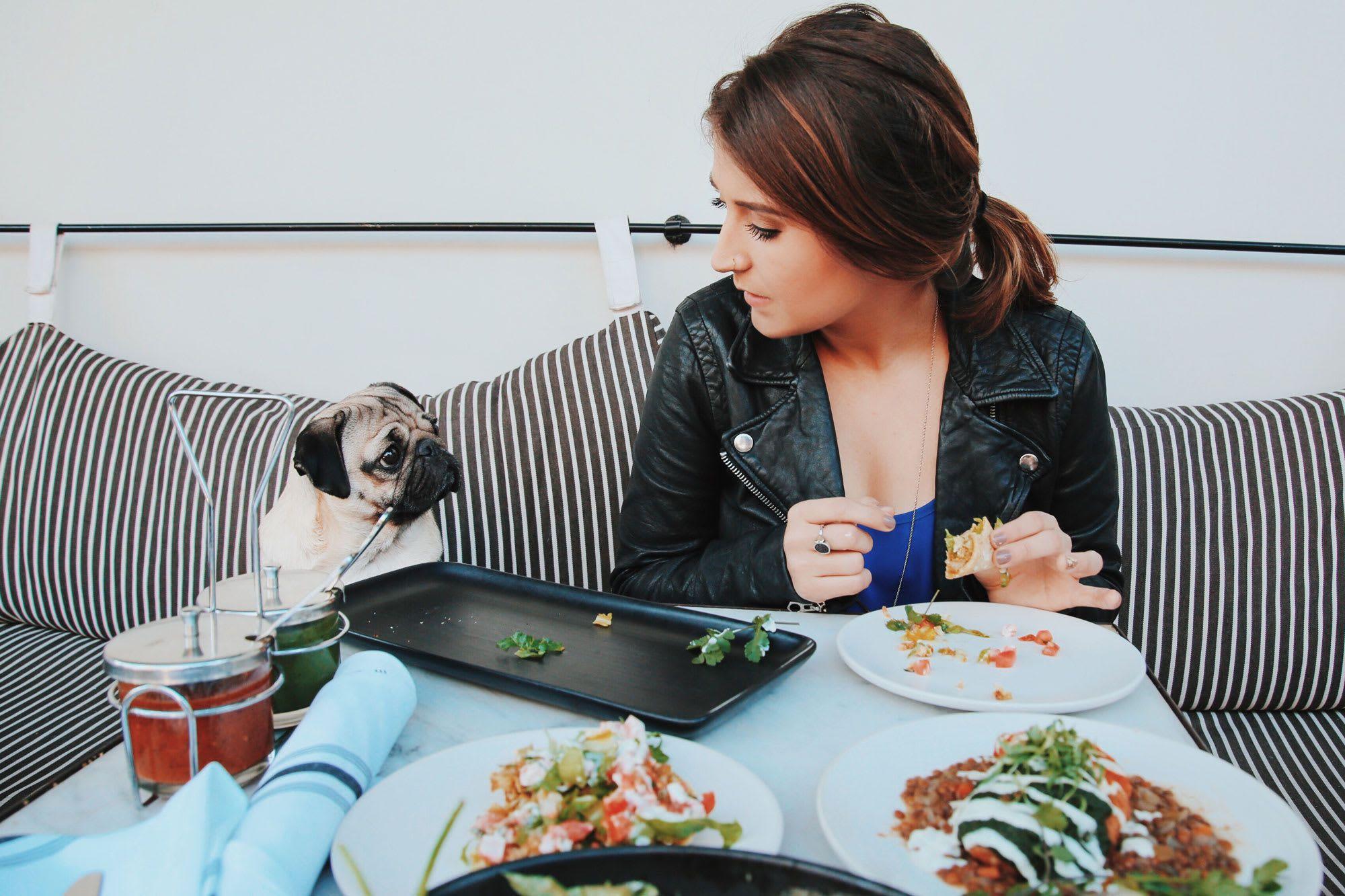 2000x1333 How to make your pet Instagram famous, from Doug the Pug's owner