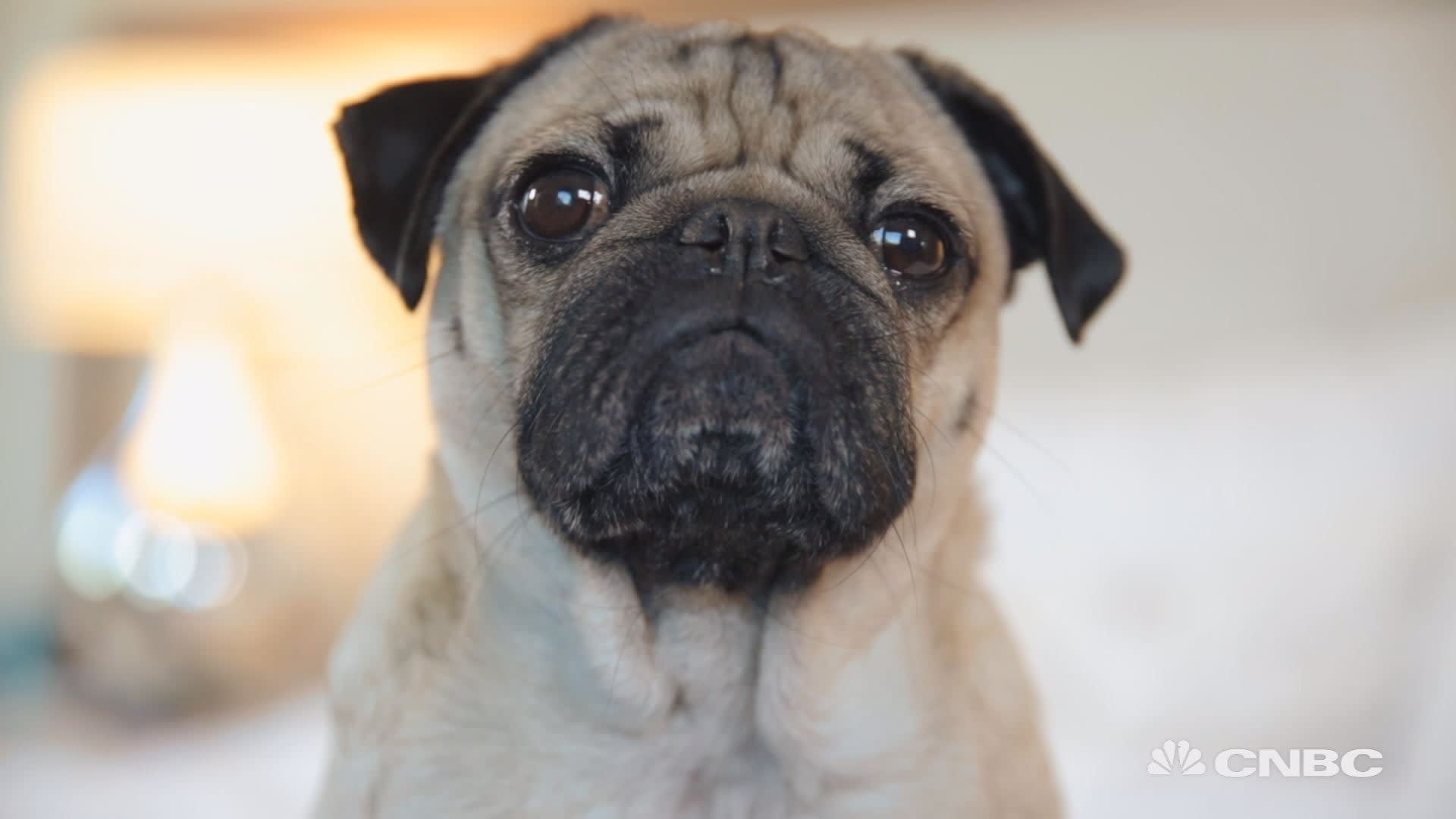 1920x1080 How to make your pet Instagram famous, from Doug the Pug's owner