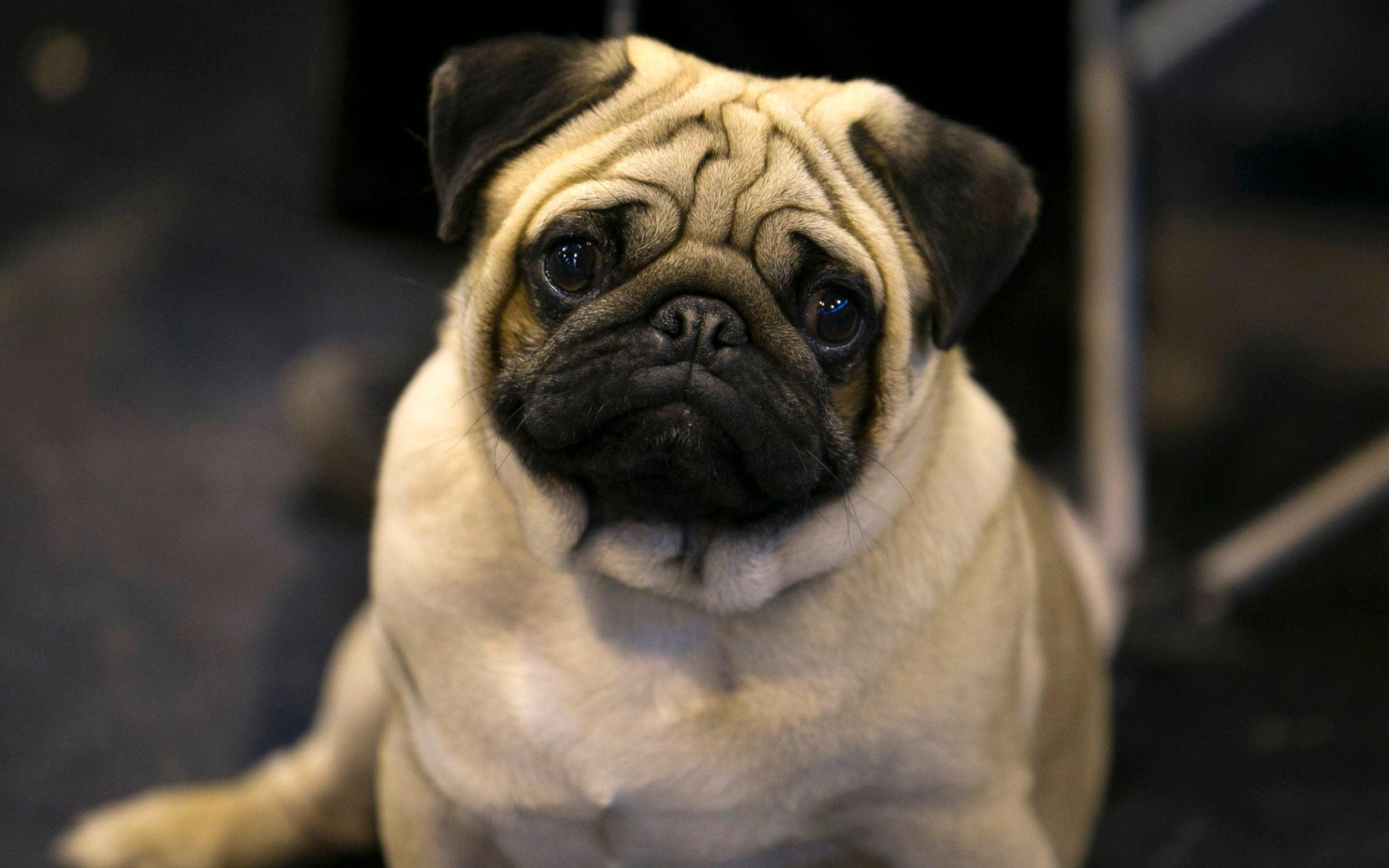 2500x1564 Should pugs and bulldogs be banned? It might be the only way to