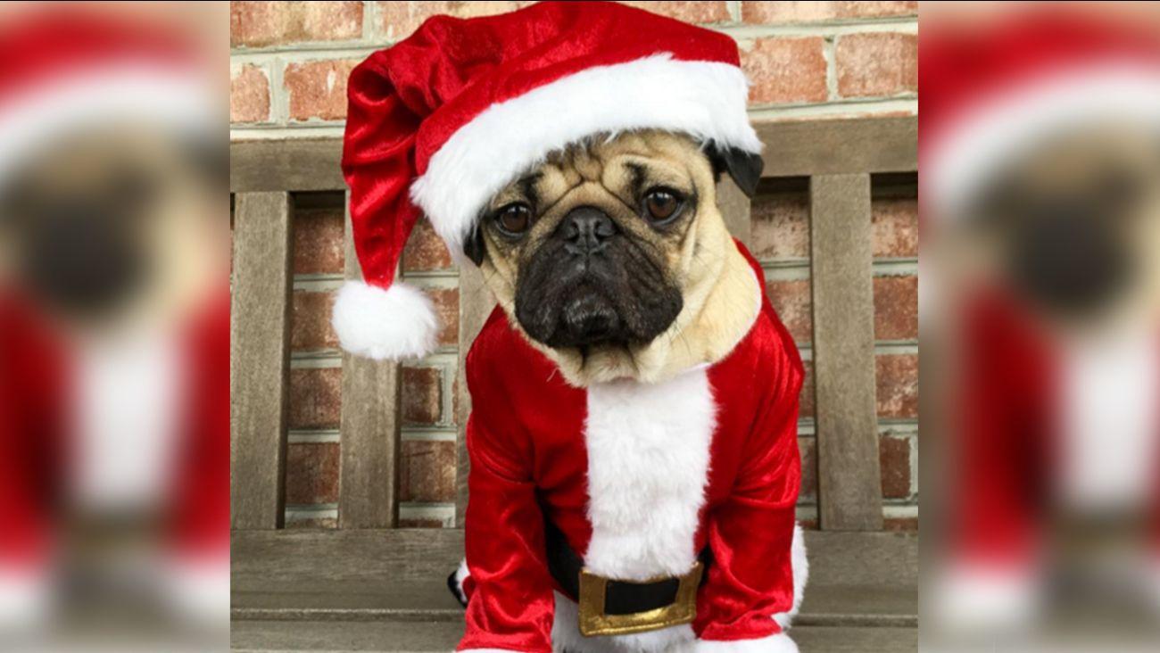1300x732 This adorable pug has more Christmas spirit than you New York