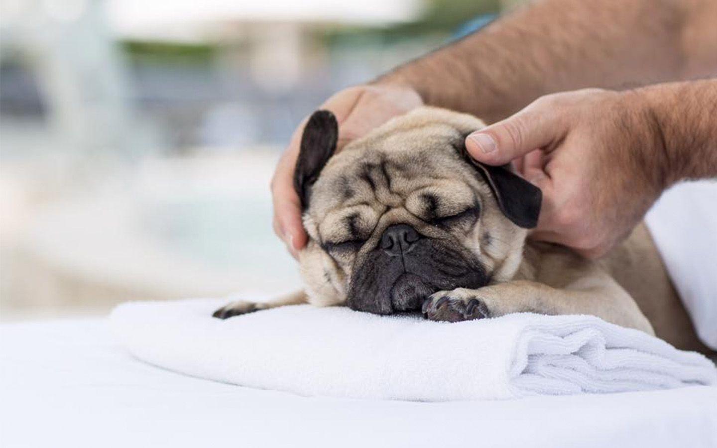 1440x900 Doug the Pug Became a Rock Star at Hard Rock Hotel Orlando
