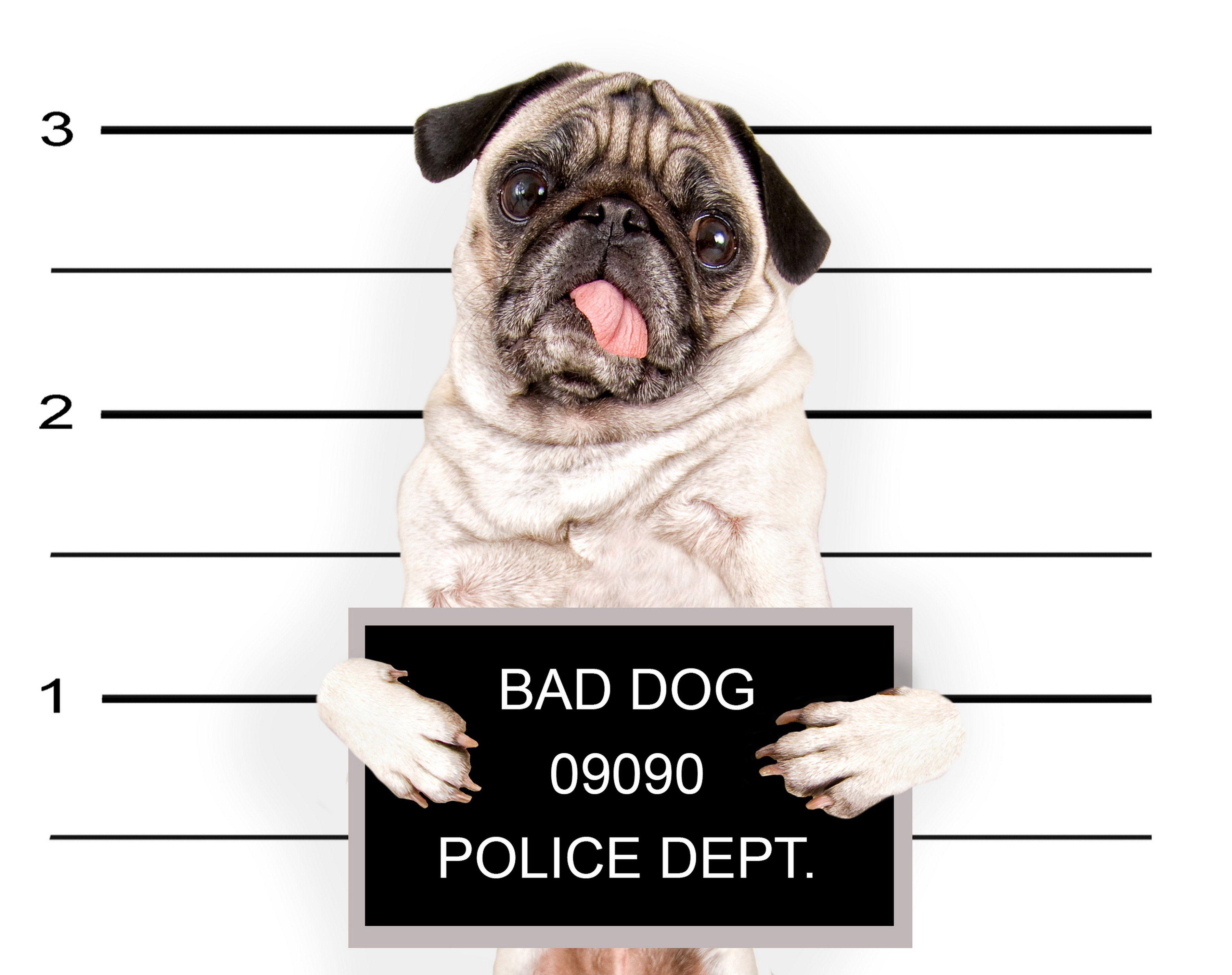 3600x2850 Dogs Pug Glance Animals puppy baby humor police funny sadic