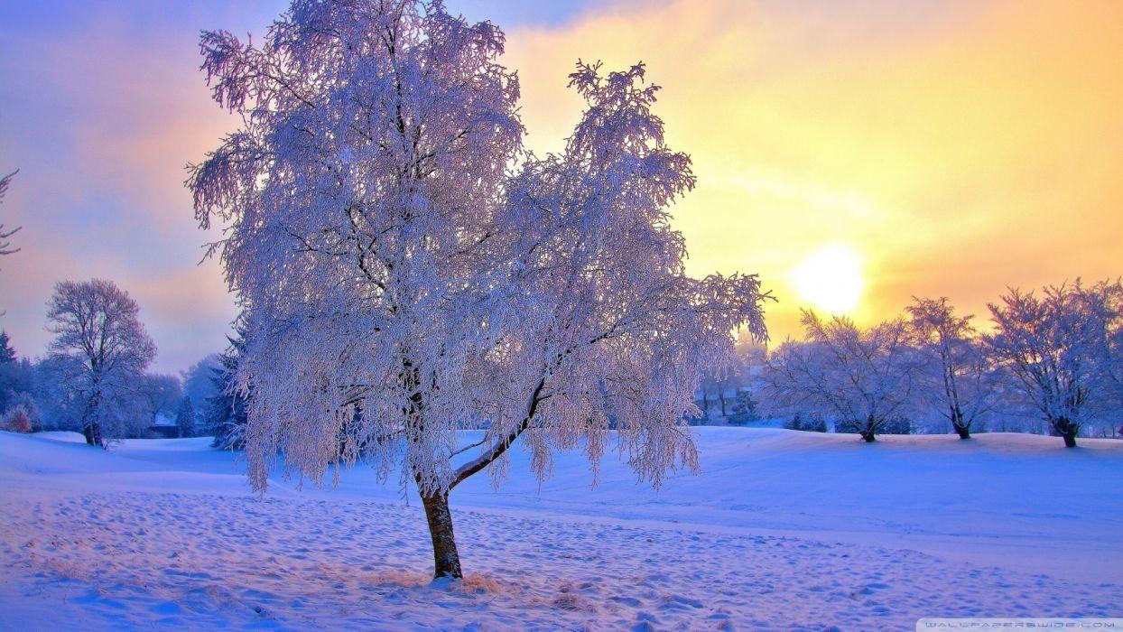 1244x700 Landscapes trees winter snow sunset sunrise hdr wallpaper