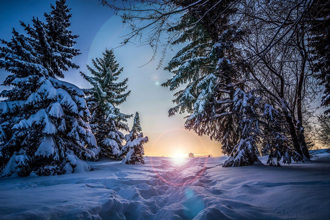 1280x853 Picture Nature Spruce Winter Snow Sunrises and sunsets Seasons