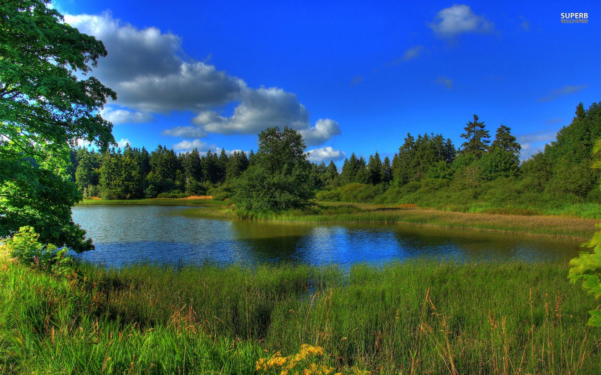 1920x1200 Free download Forest River Summer wallpaper Forest River Summer