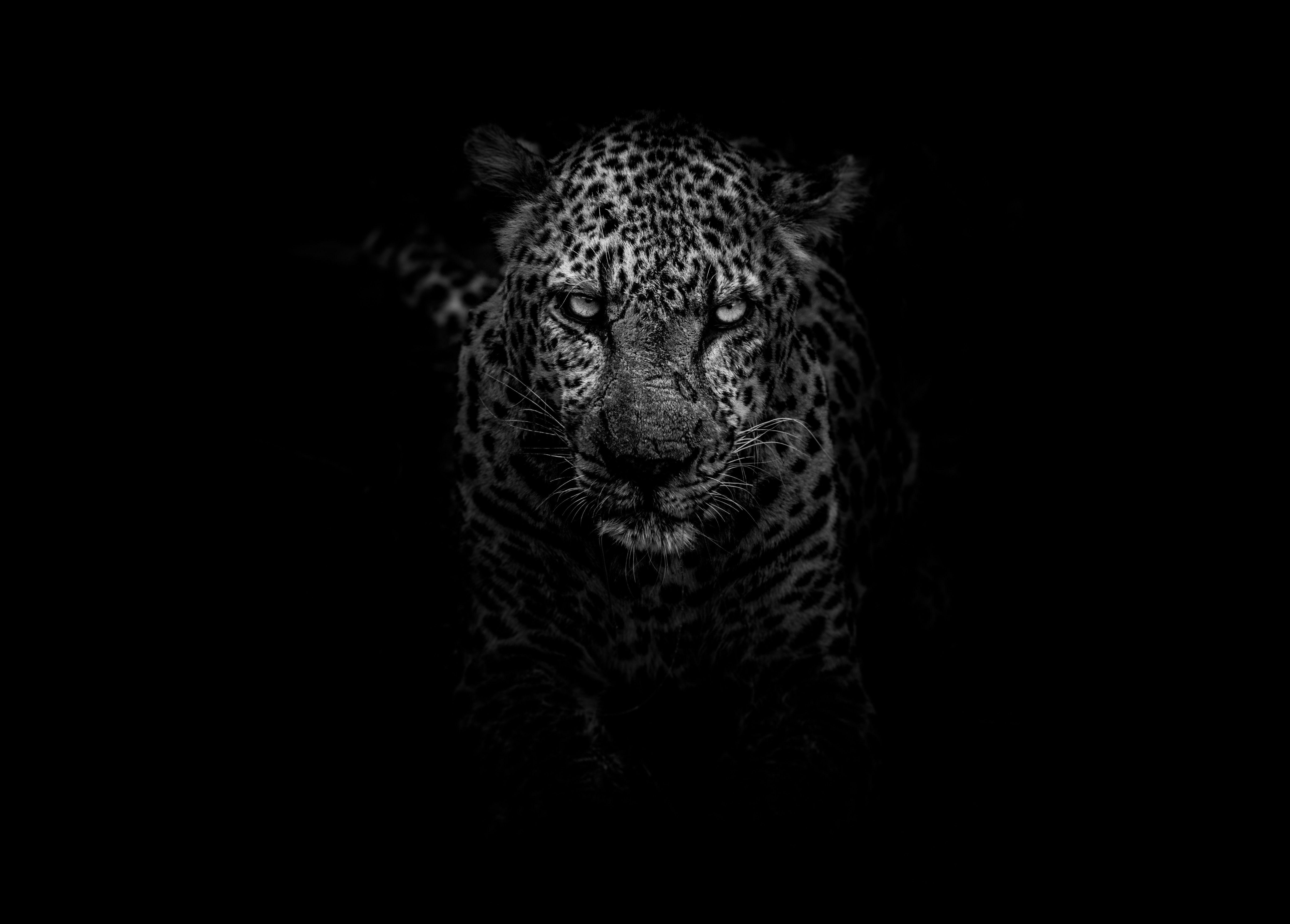 5498x3940 Leopard Dark Monochrome 5k 4096x3072 Resolution HD 4k