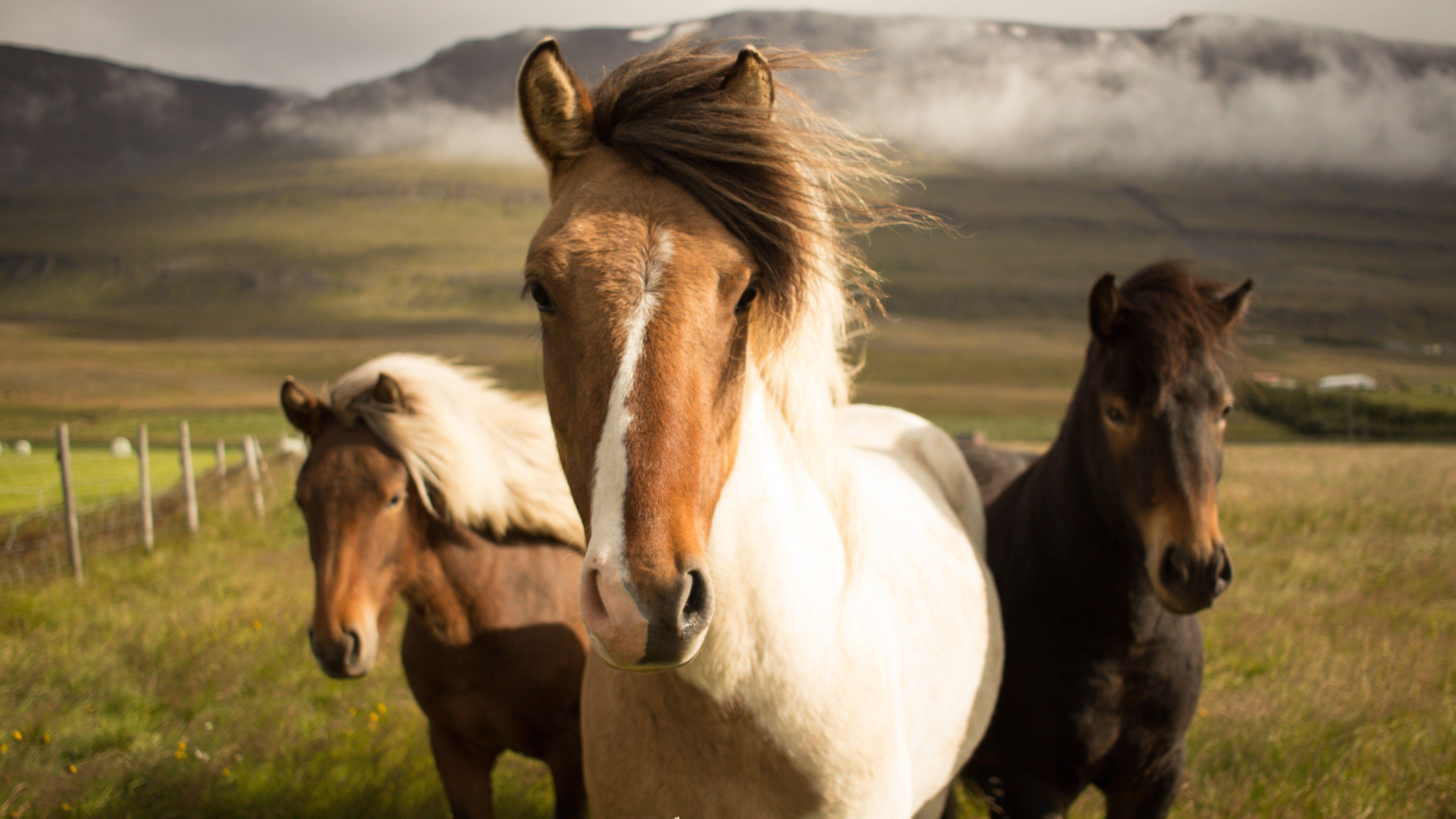 5120x2880 White Black and Brown Horses 5K Wallpaper