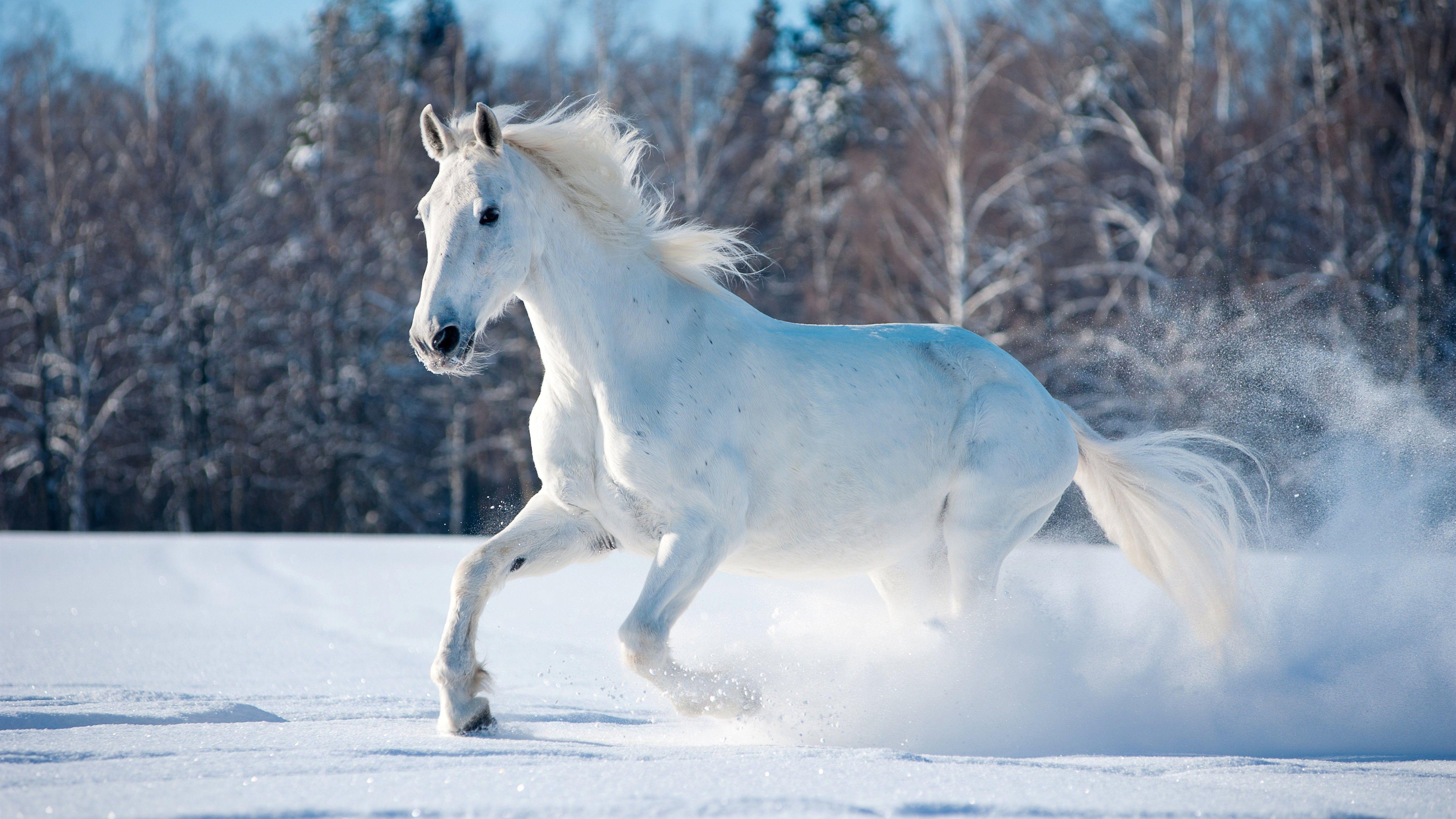 5120x2880 White Horse Running In Snow 5k Wallpaper Horse Running