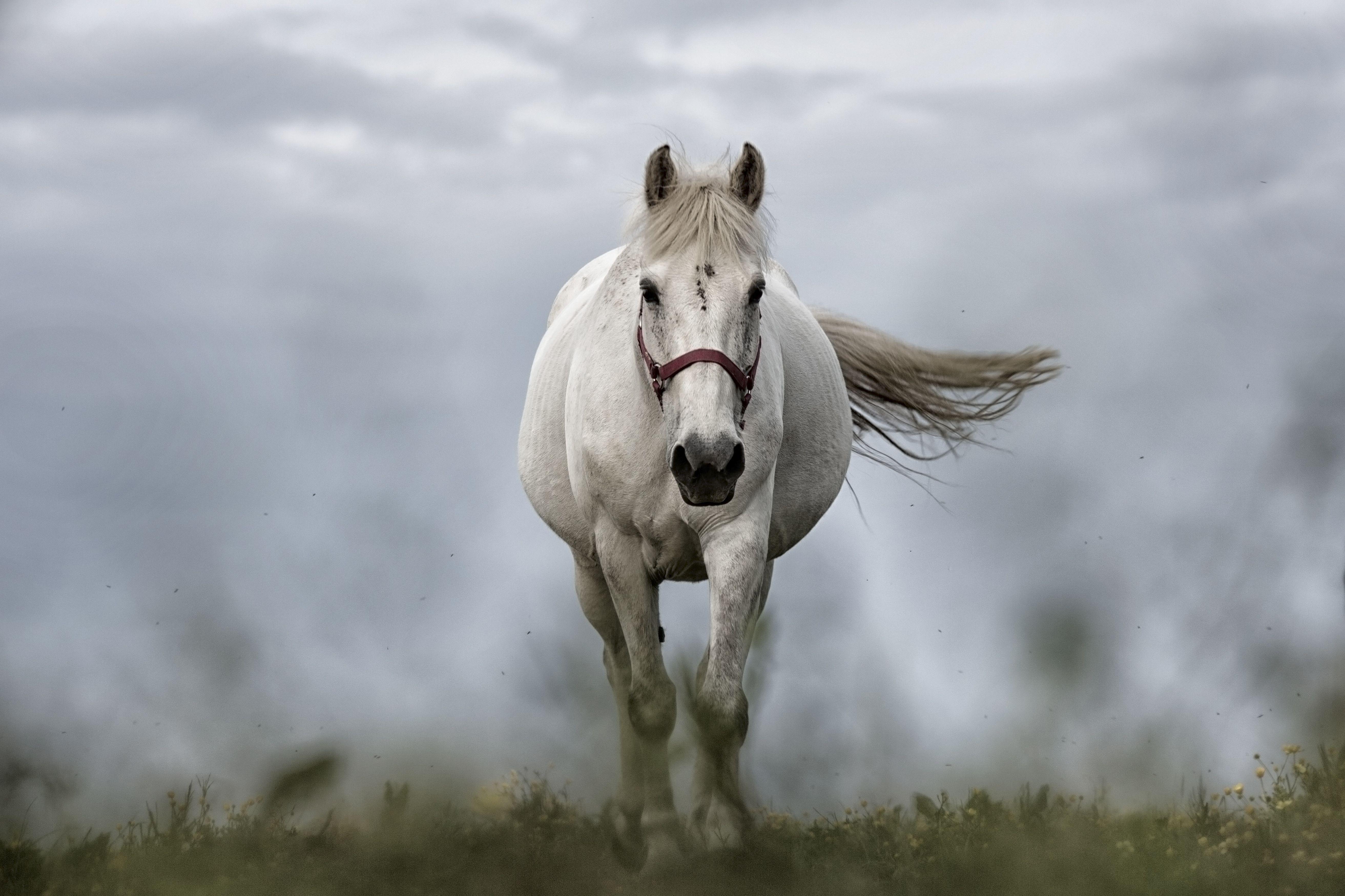 5250x3500 White Horse 5K UHD Wallpaper