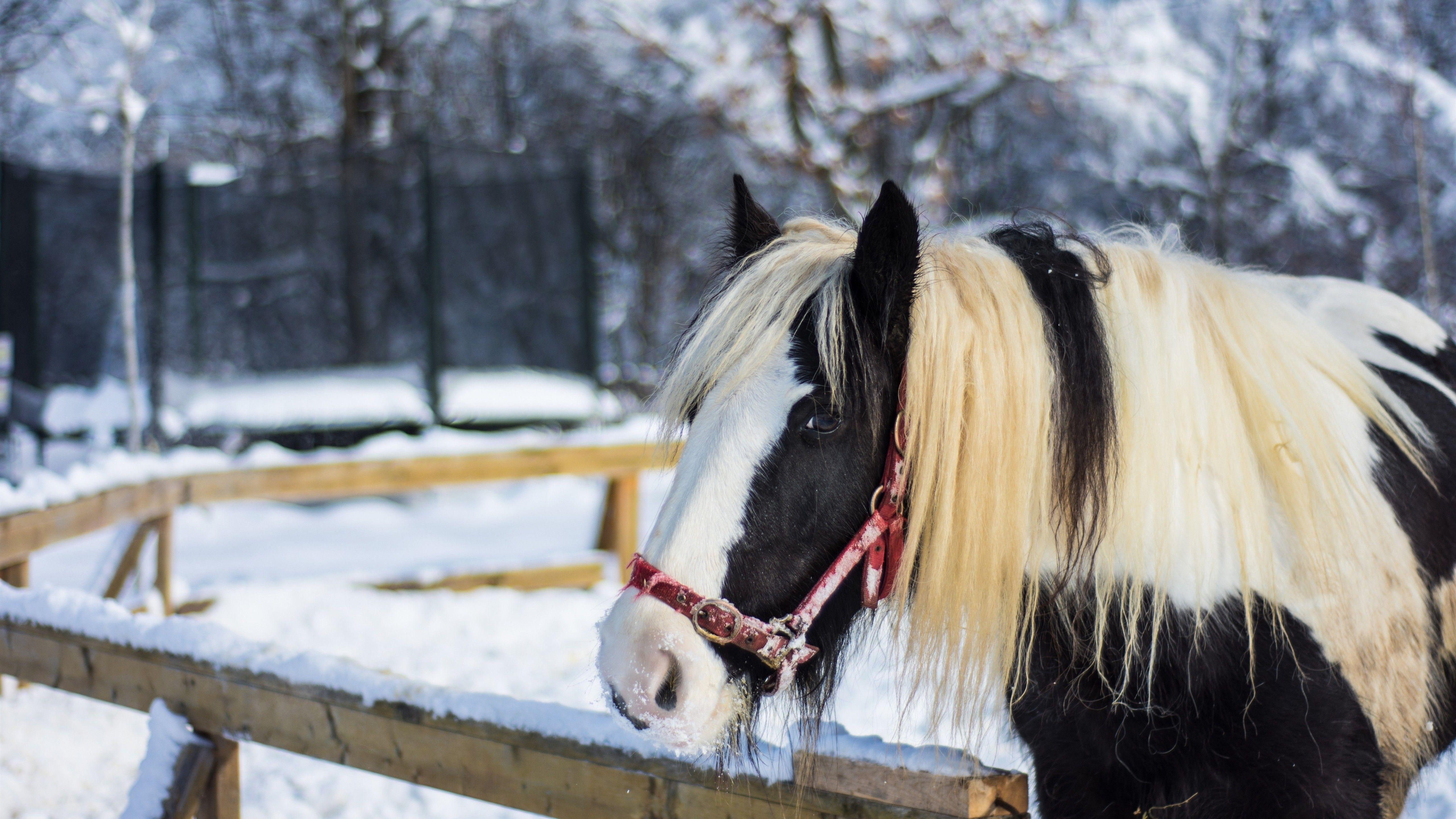 5120x2880 5K Wallpaper of Horse