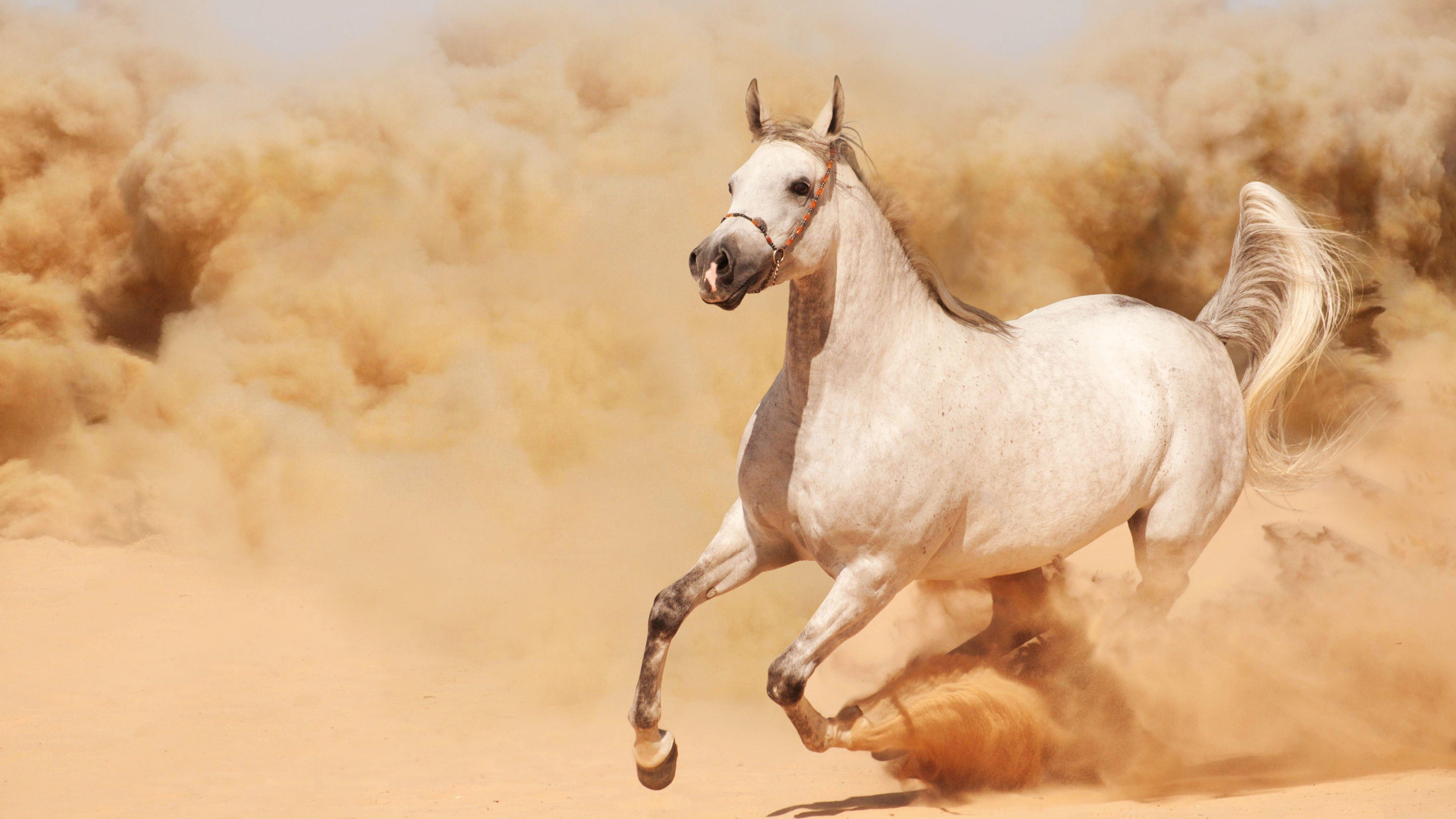 5120x2880 Wallpaper horse, 8k, Animals