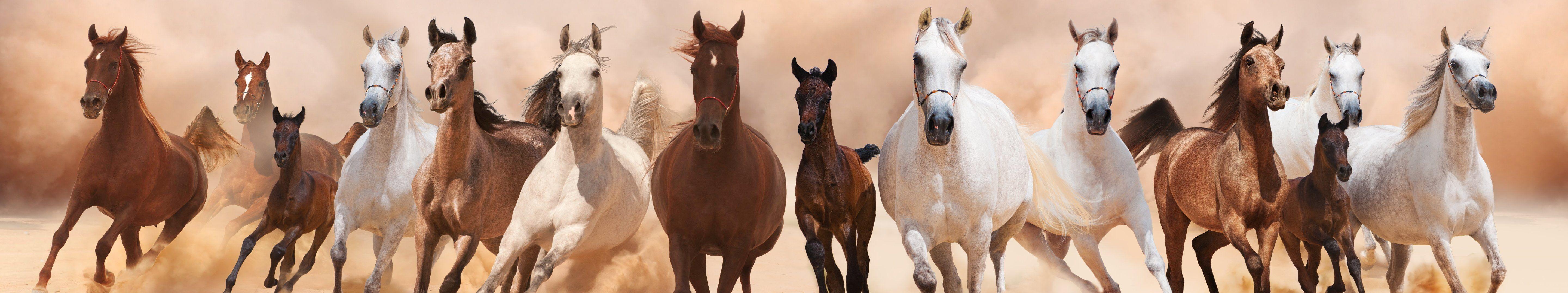 5760x1080 Cheval #Cheveaux #horse #monitor #multi #multiple #screen #triple