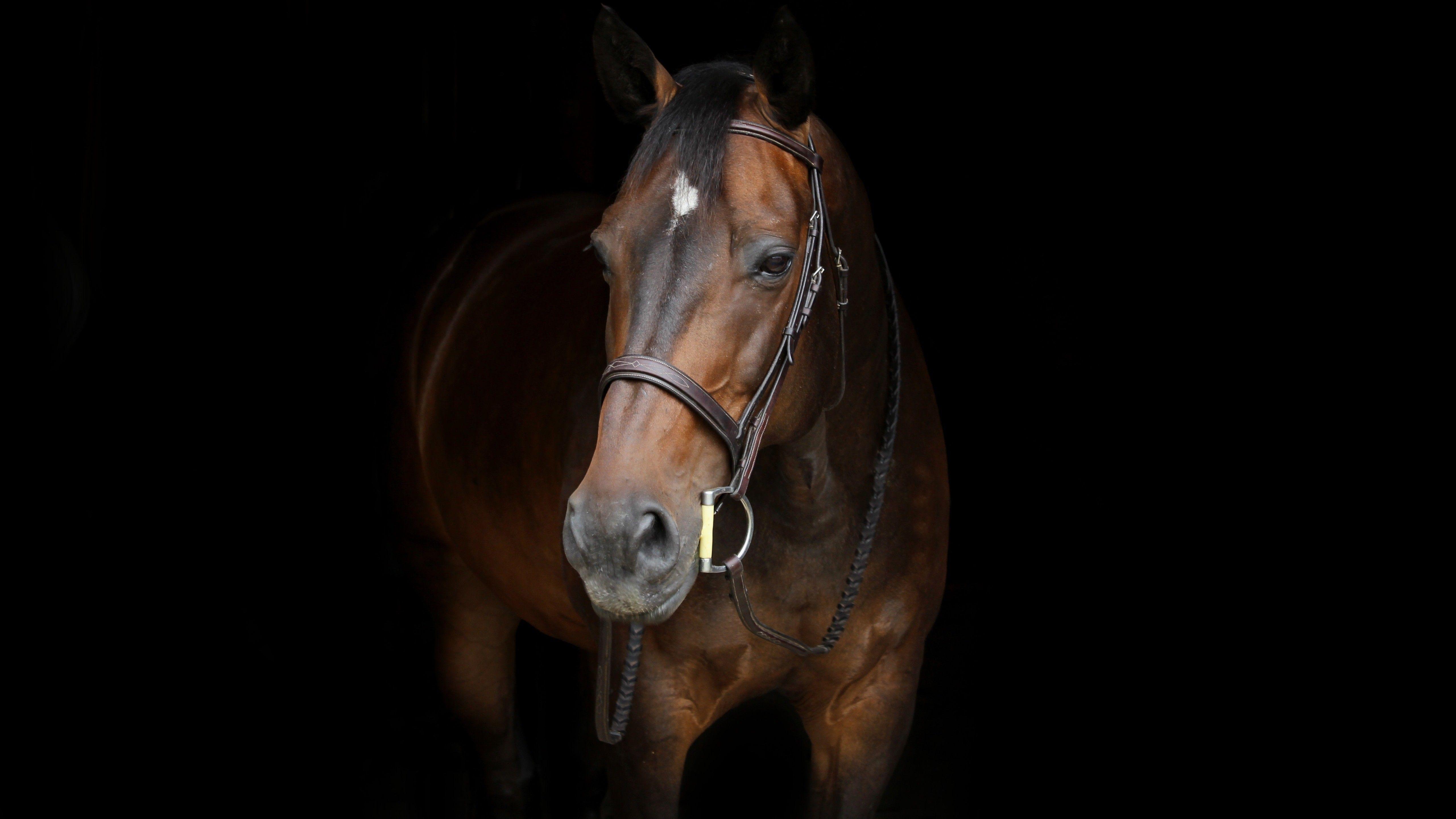 5120x2879 Horse 5K Wallpaper