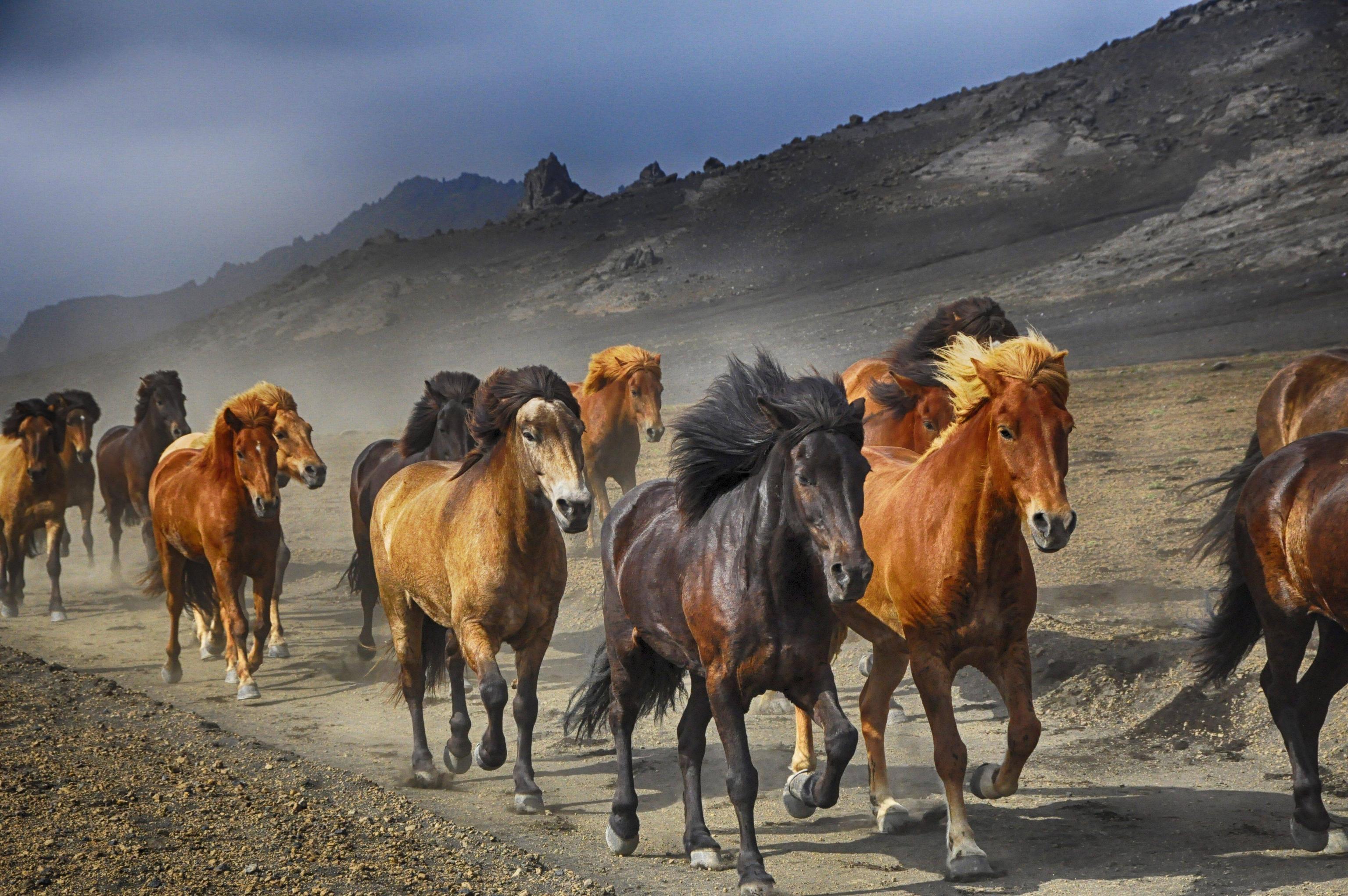 5120x3401 Wild Horse Wallpaper HD Free Download
