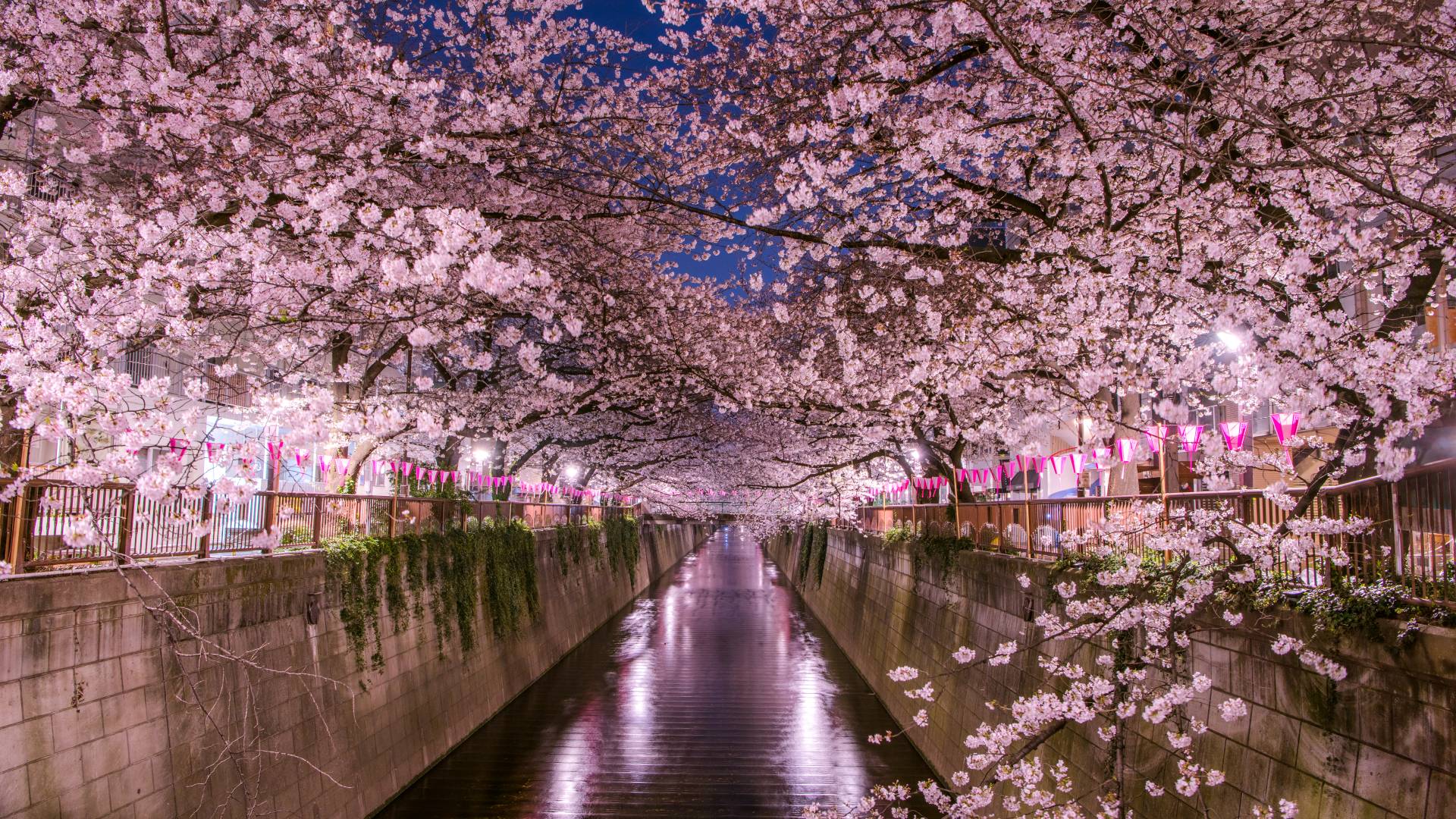 1920x1080 When and where to see cherry blossoms in Tokyo. The Official Tokyo Travel Guide, GO TOKYO