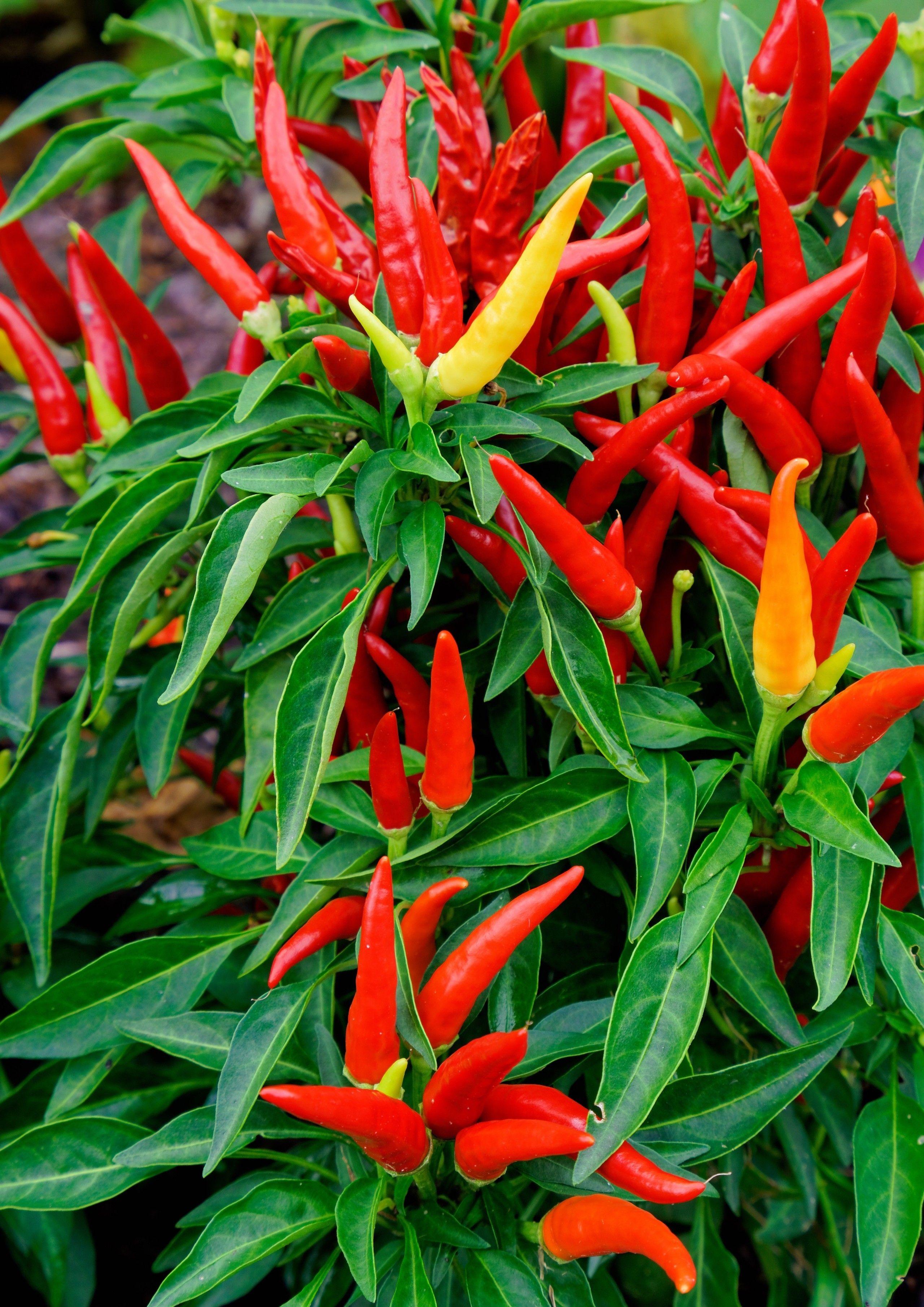 2560x3620 Download 2560x3620 Red Peppers, Vegetable, Garden, Chile
