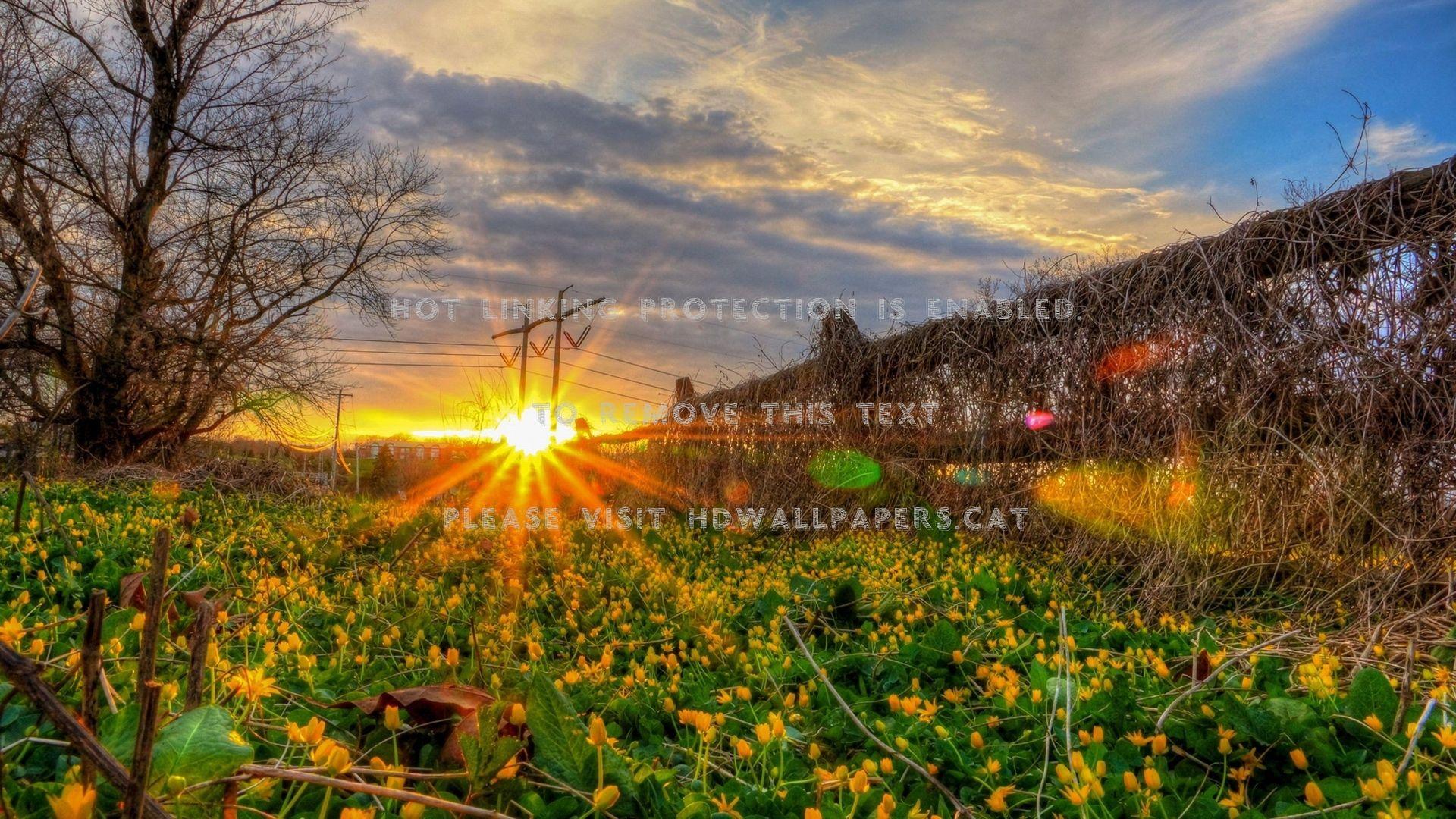 1920x1080 flowering vegetable garden hdr vine fence