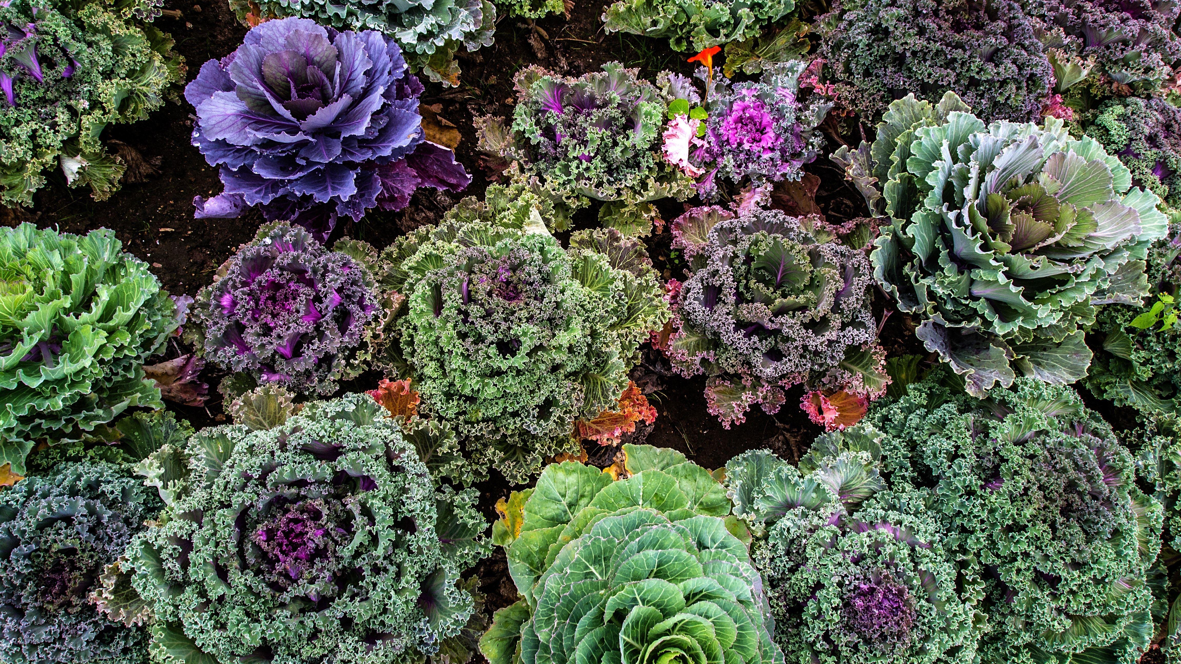 Vegetable Garden Wallpapers - Top Free Vegetable Garden Backgrounds ...