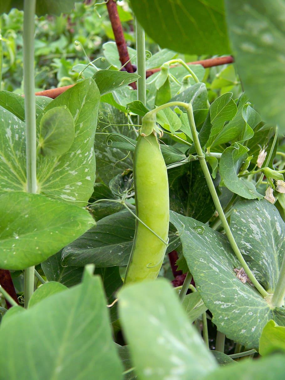 910x1213 HD wallpaper: Peas, Pod, Vegetable, Vegetable Garden, Farm, Dacha