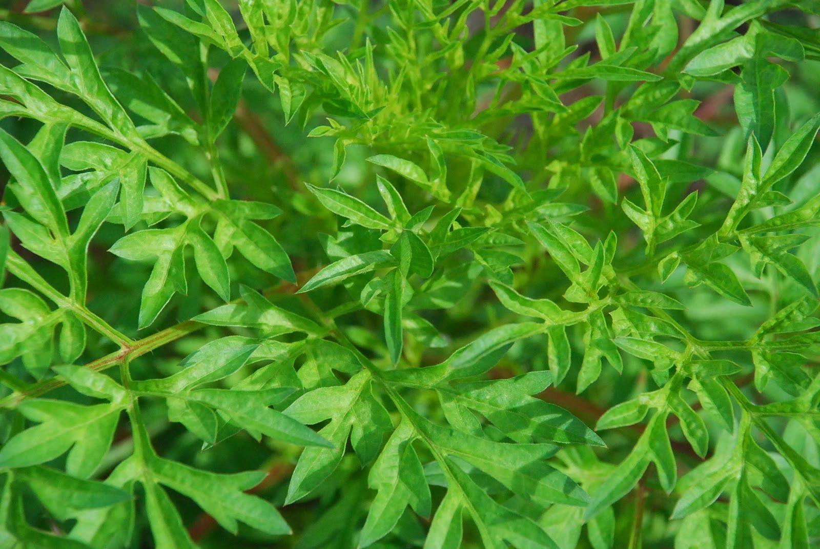 1600x1071 My little vegetable garden: Wallpaper of green veggies
