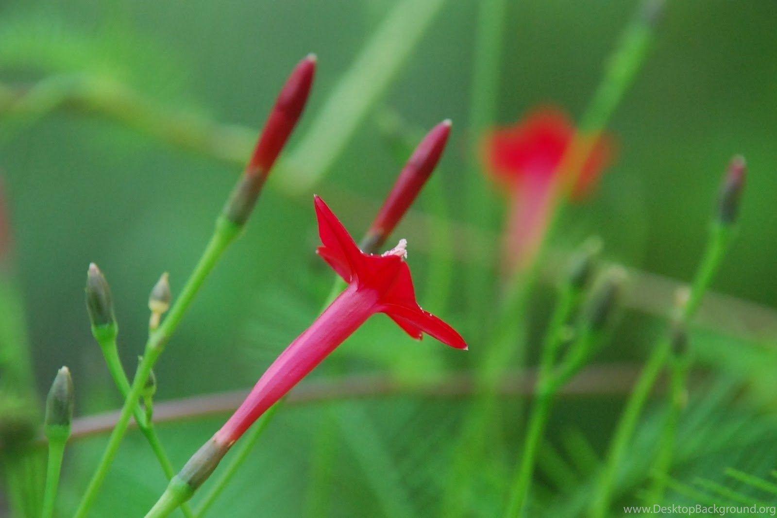 1600x1067 My Little Vegetable Garden: Garden Exotic Flower Wallpaper