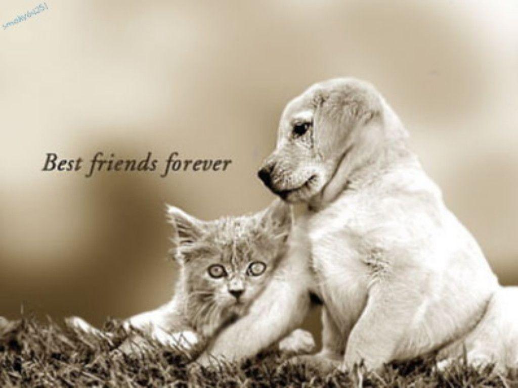 1024x768 Best Friends Forever Wallpaper