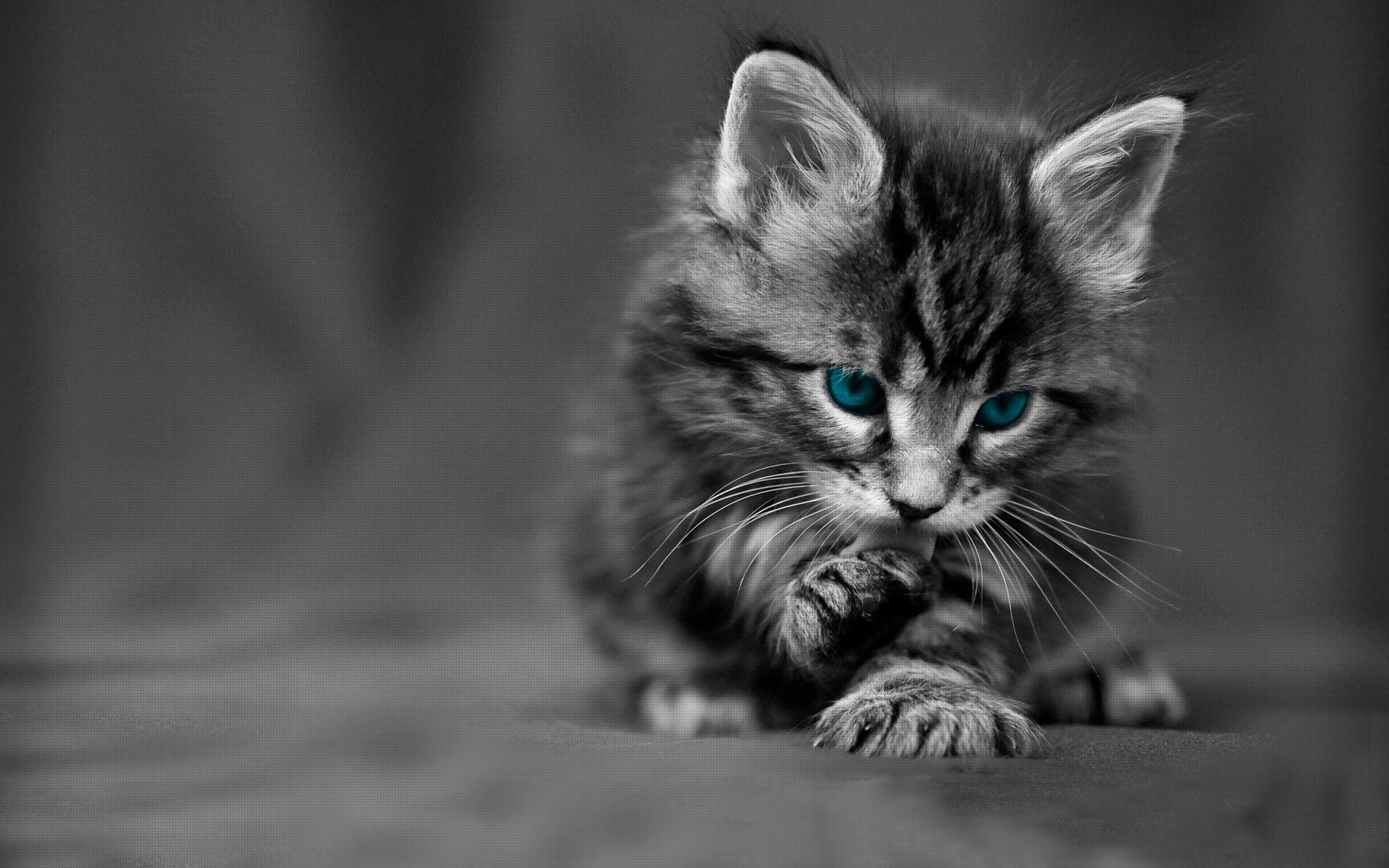 3840x2400 Desktop Wallpaper HD Gray Kitten With Blue Eyes :