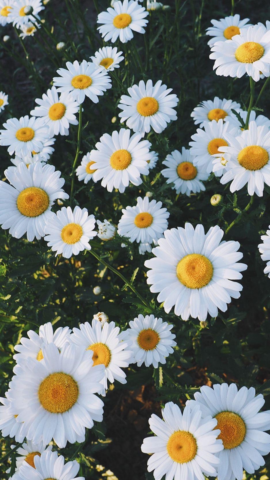 1080x1920 Common Daisy Wallpapers for IPhone 6S 7 8 Retina HD