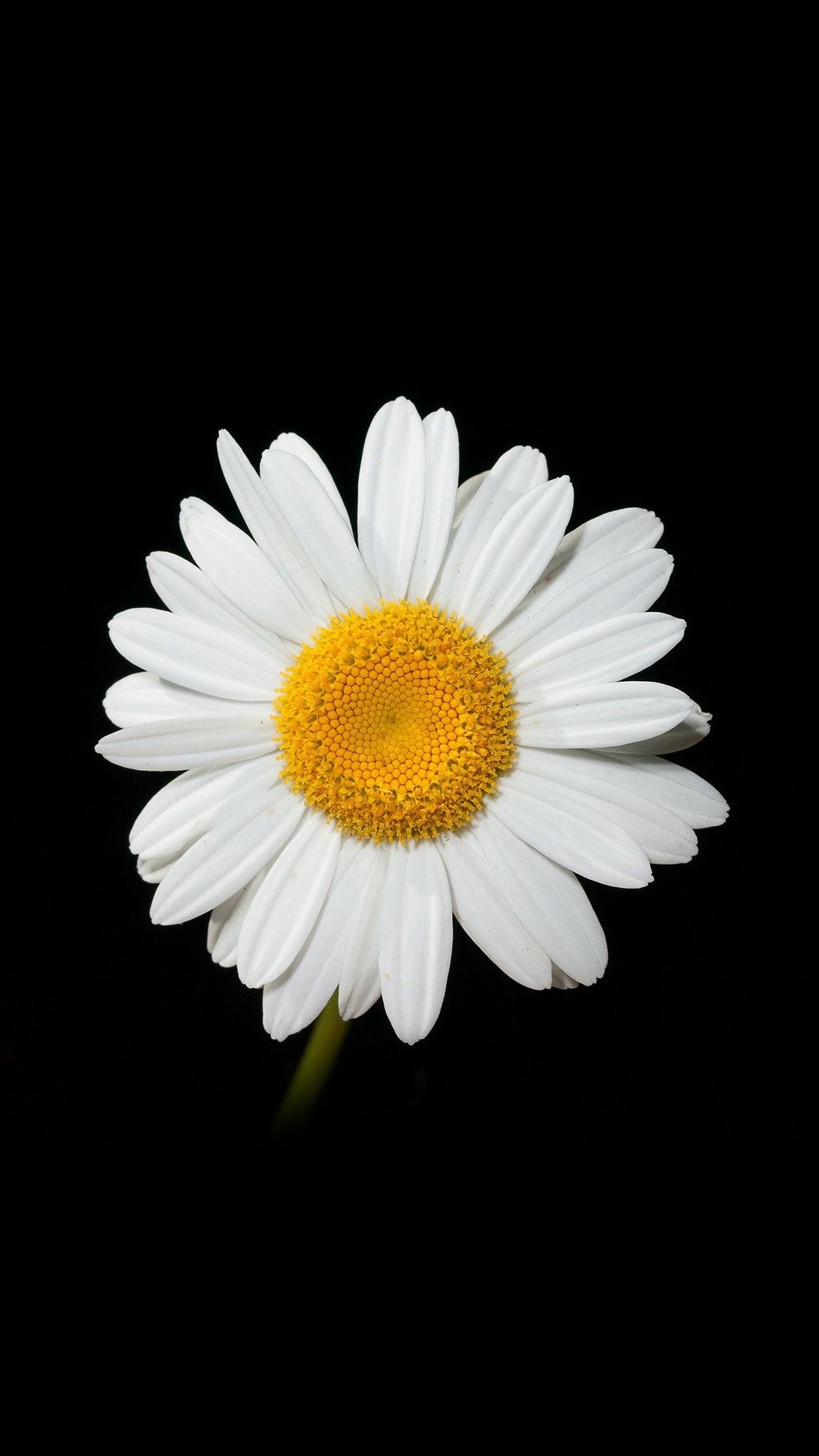 Daisy iPhone Wallpapers Top Free Daisy iPhone Backgrounds